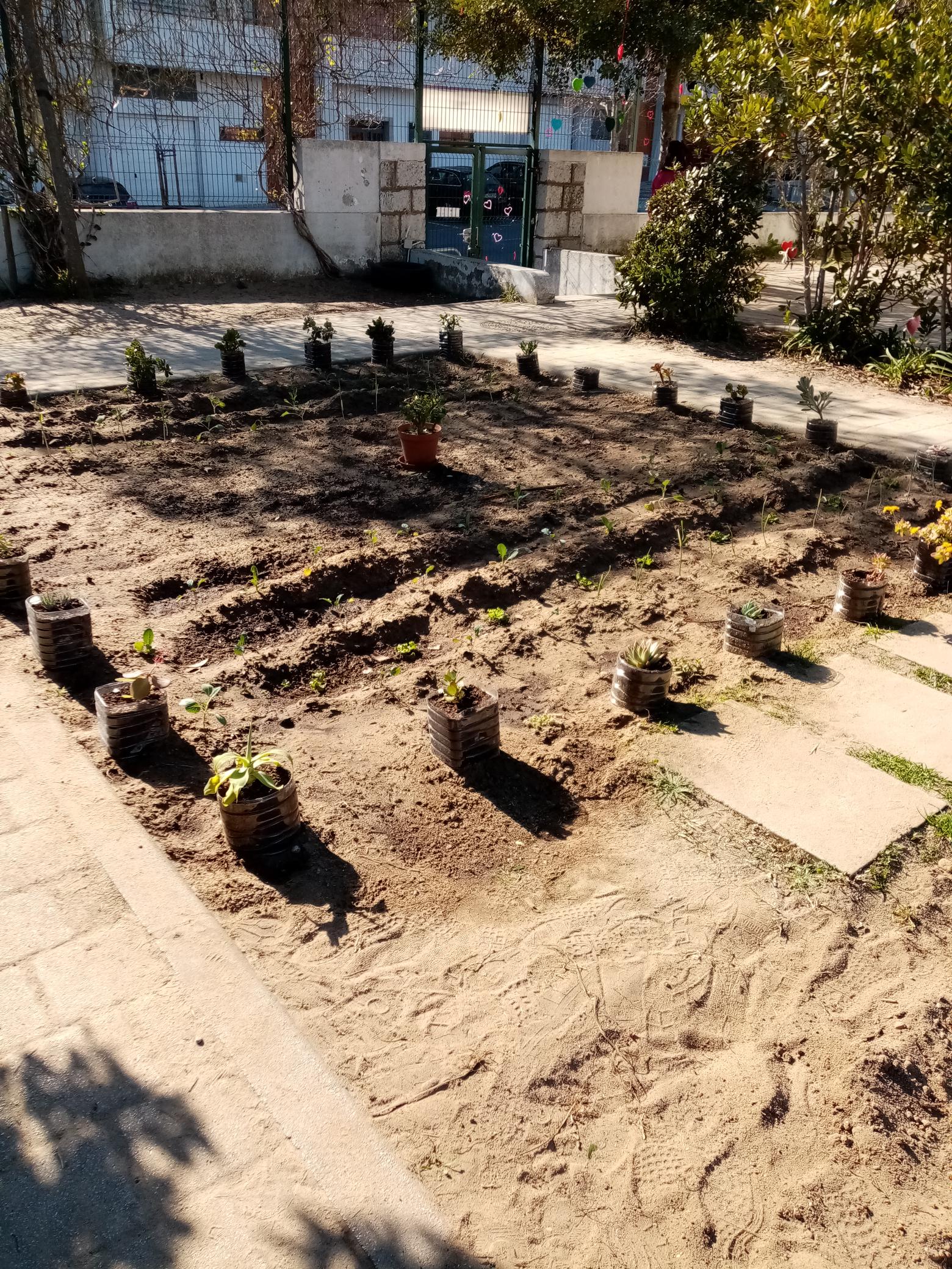 O começo da plantação...