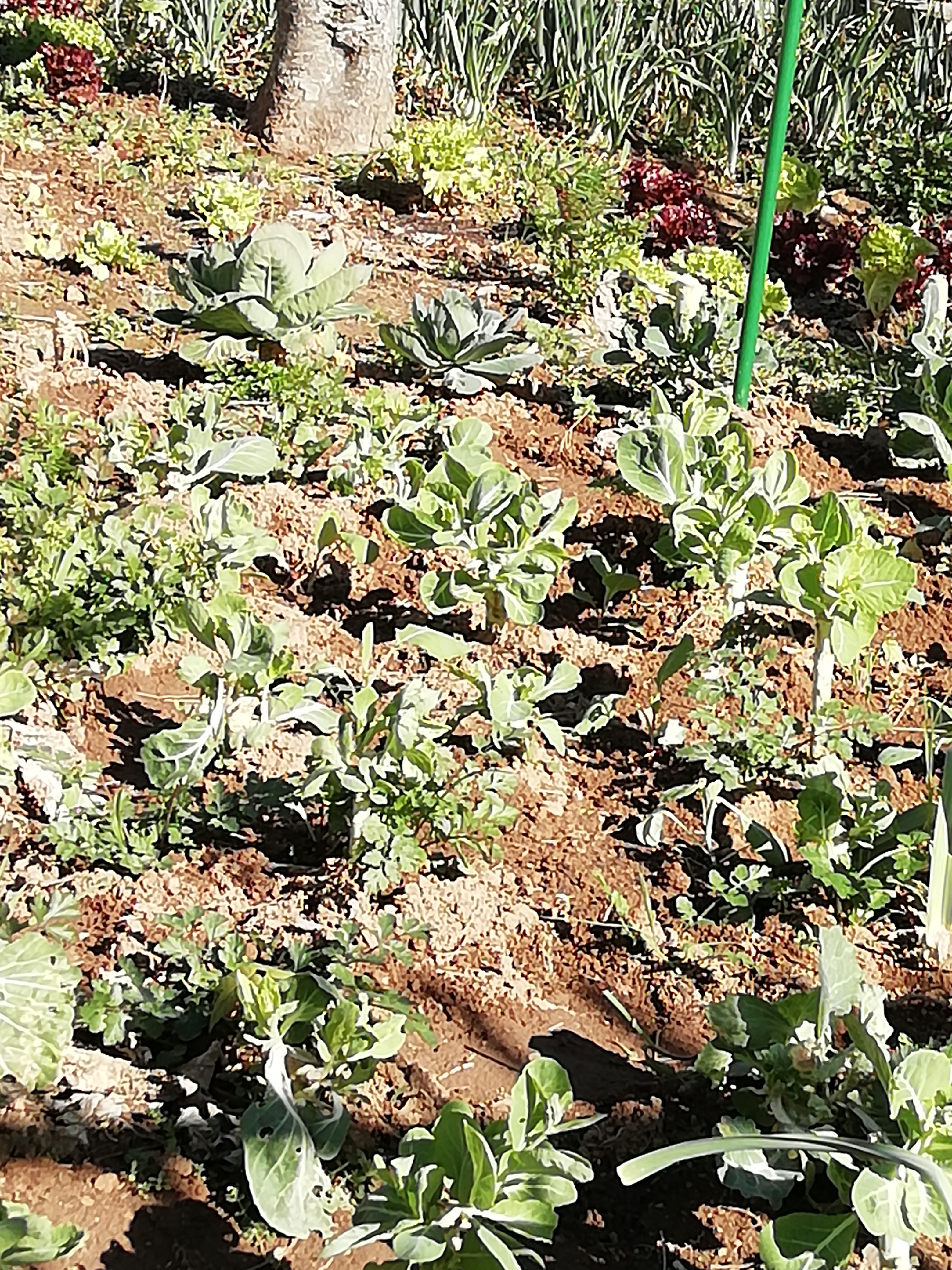 Horta
