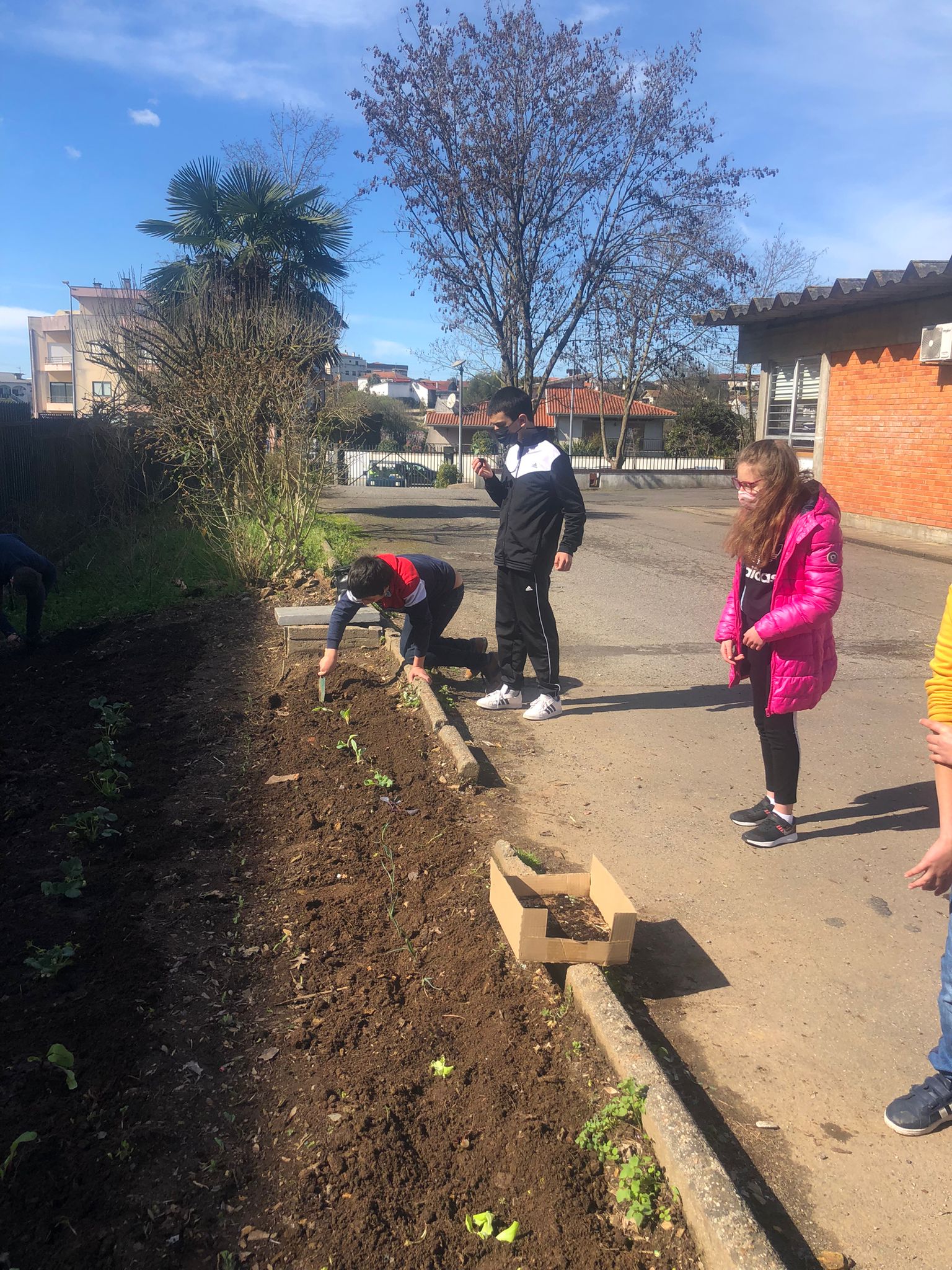 Horta biológica- Plantação de legumes(alfaces, beterraba, coração, alho francês, couve roxa) e morangueiros, com a colaboração dos alunos da Educação Inclusiva.