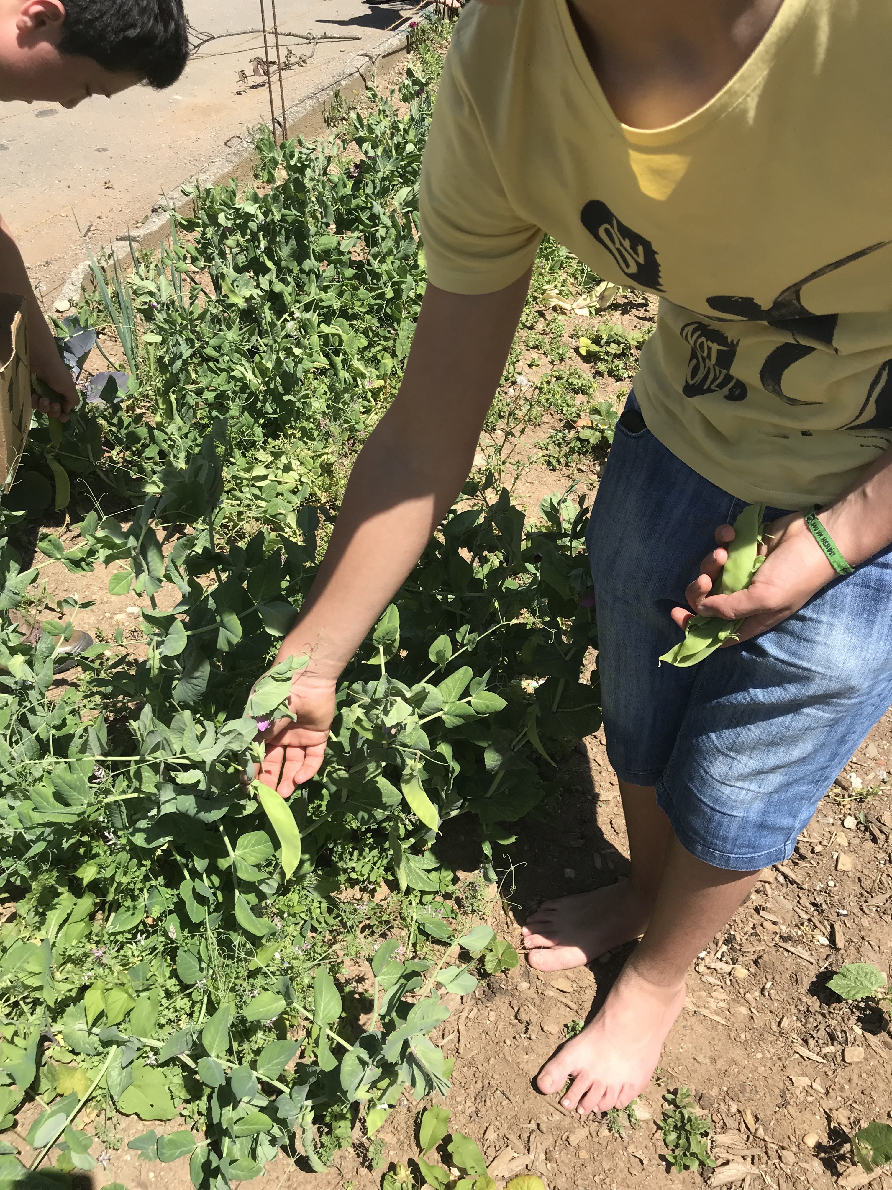 A horta começou a dar frutos. Apanha das ervilhas.