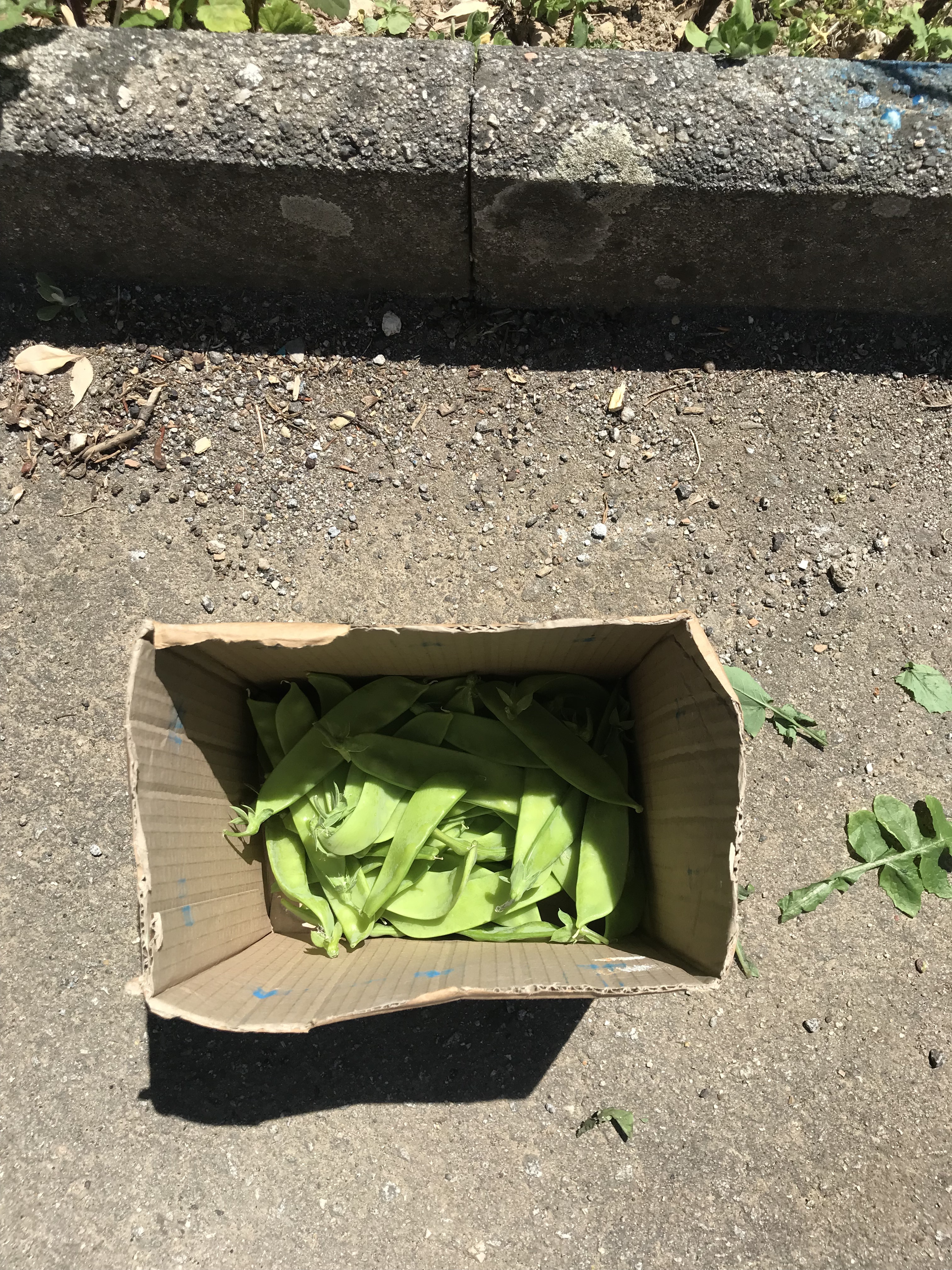 As ervilhas recolhidas foram enviadas para a cantina da escola.