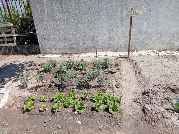 Estas hortícolas, trazidas por alunos e funcionários da Escola, fruto de rega cuidada e da boa exposição solar, têm-se desenvolvido muito bem.
O cuidado das mesmas será, durante as férias escolares, assegurado pelos funcionários da escola, em rotatividad