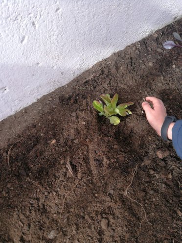 Plantação de alface