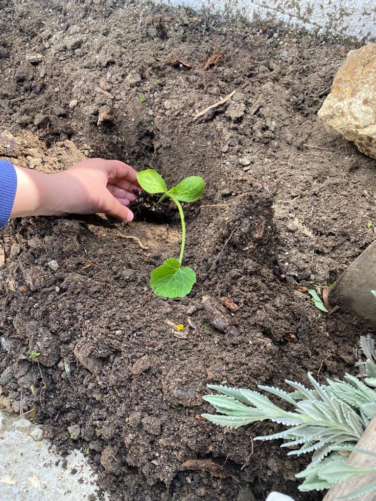 Plantação de curgetes