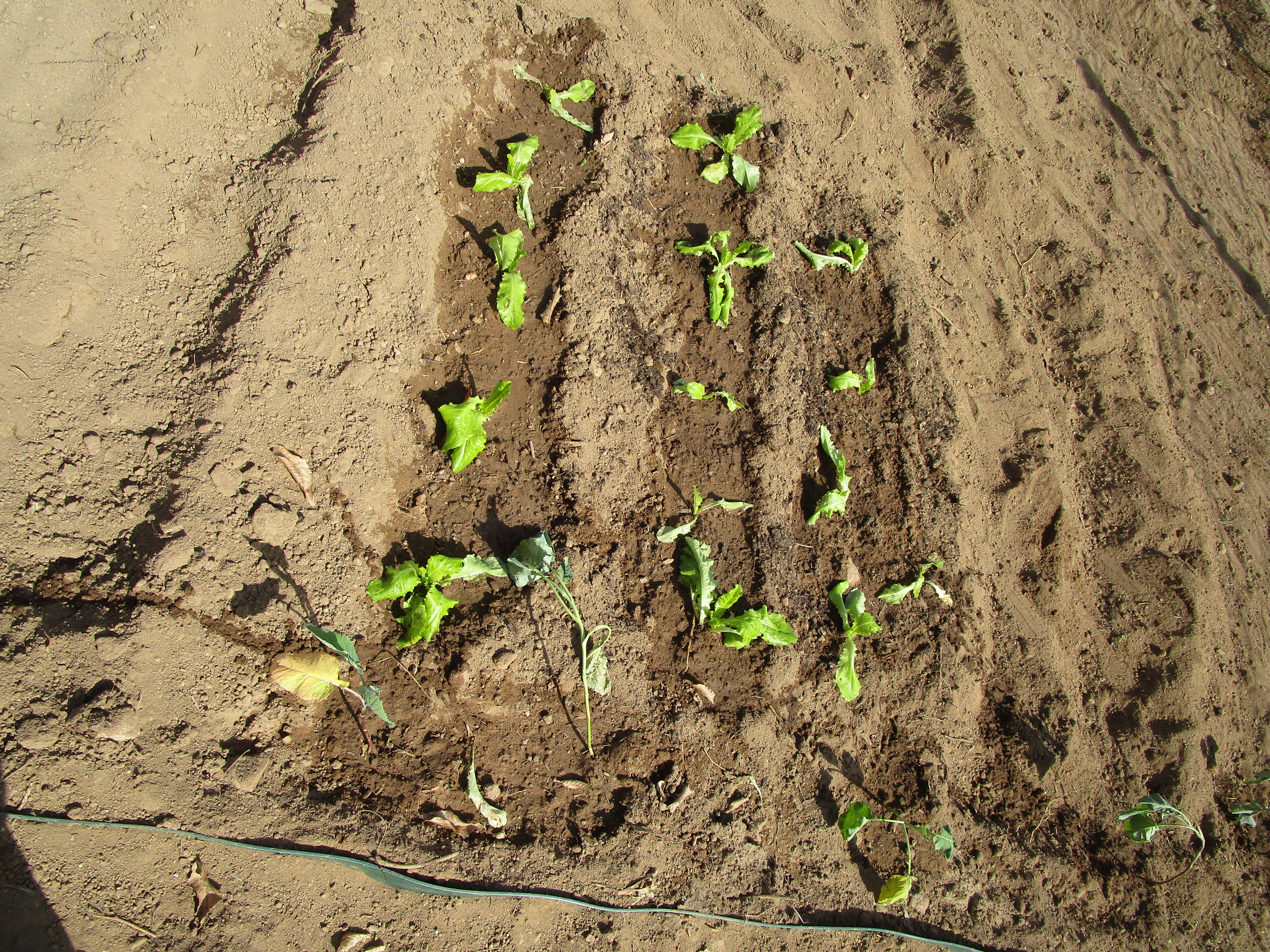 As primeiras plantações - alfaces.