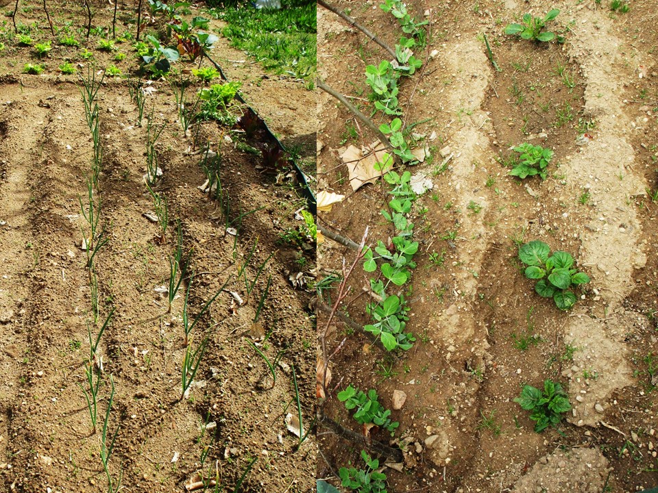 Algumas das plantas semeadas na horta: cebolas, batatas, ervilhas, alface...