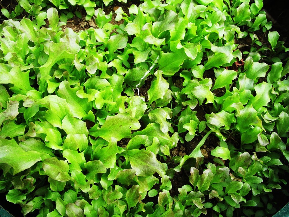 Sementeira de alfaces. Em breve, irão ser transplantadas para o terreno da horta.
