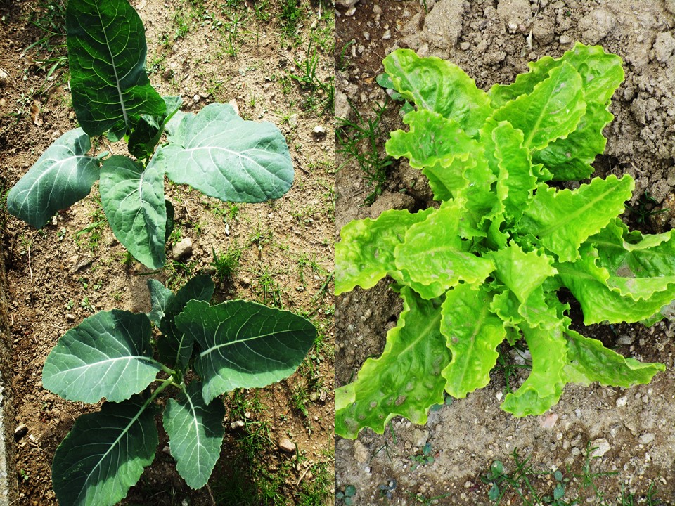 Legumes da horta: couve portuguesa e alface frisada.