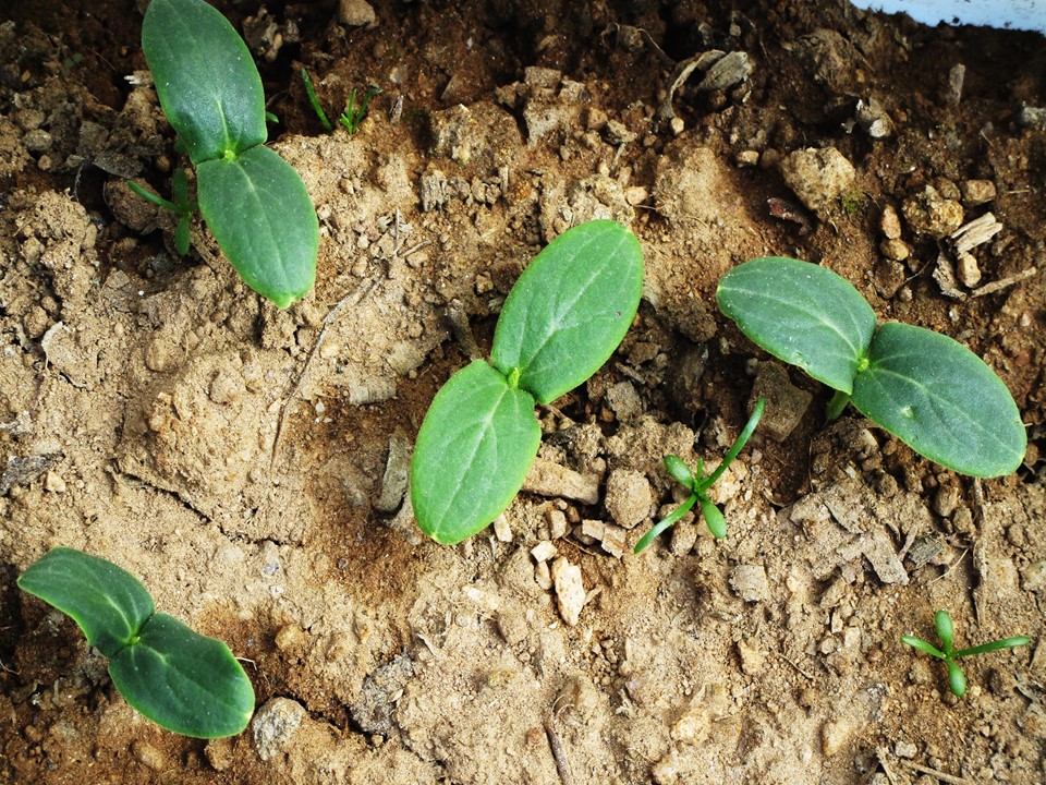 Os pepinos já começaram a germinar...