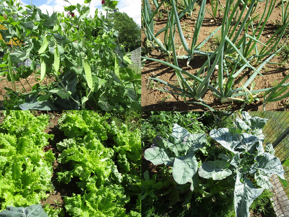 Algumas das culturas da horta: ervilhas, cebolas, alfaces, couves, batatas...