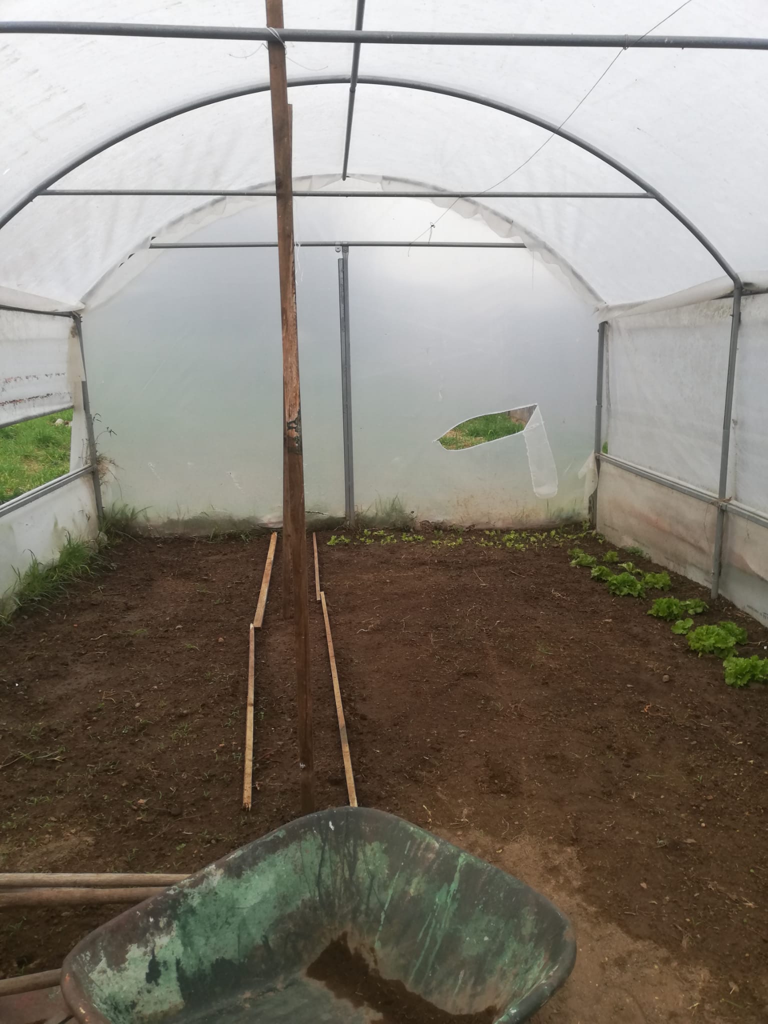Preparação do terreno da estufa e colocação de terra proveniente do terreno da escola e da da compostagem. Plantação de alfaces e espinafre.