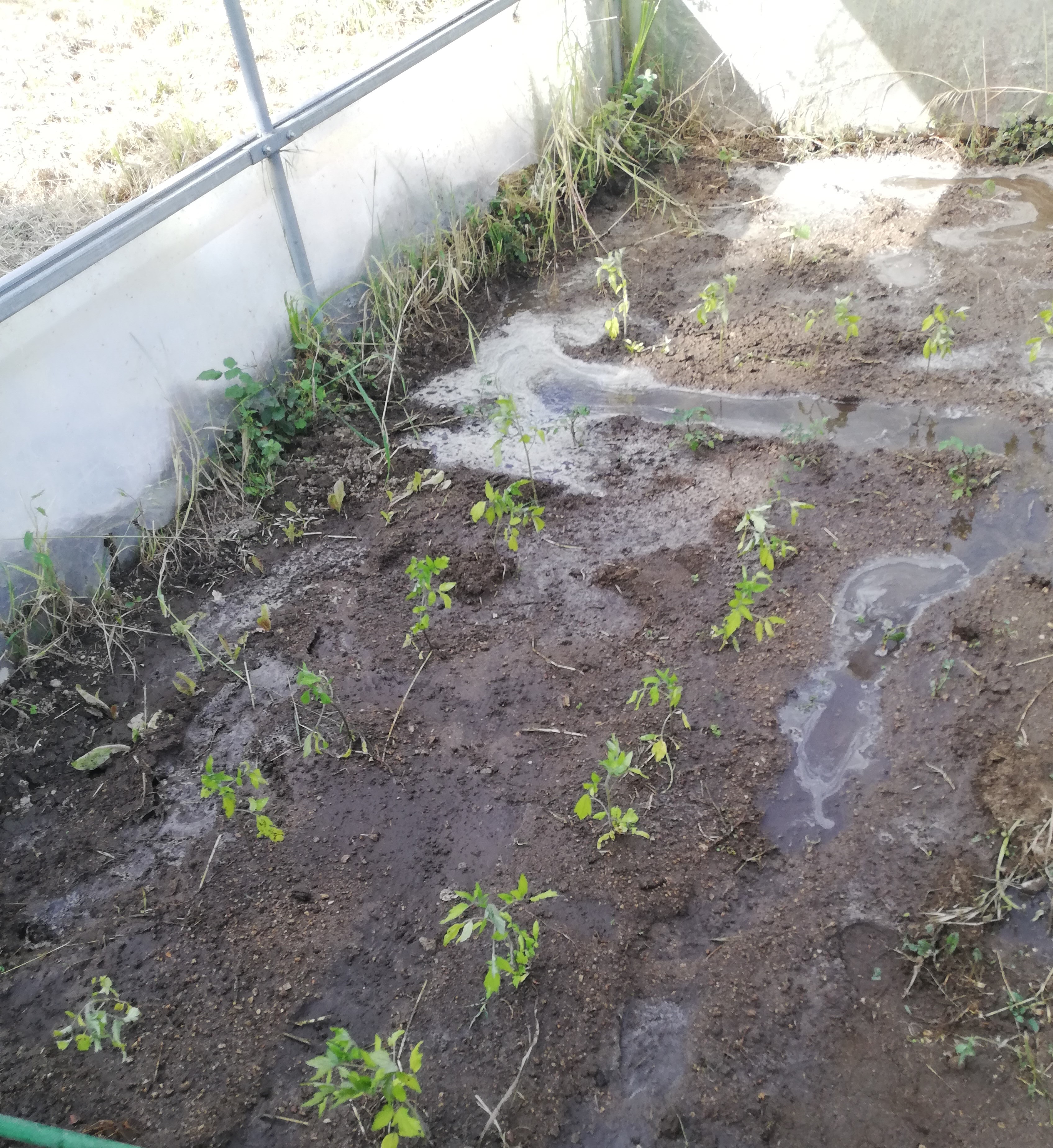 Plantação de tomates