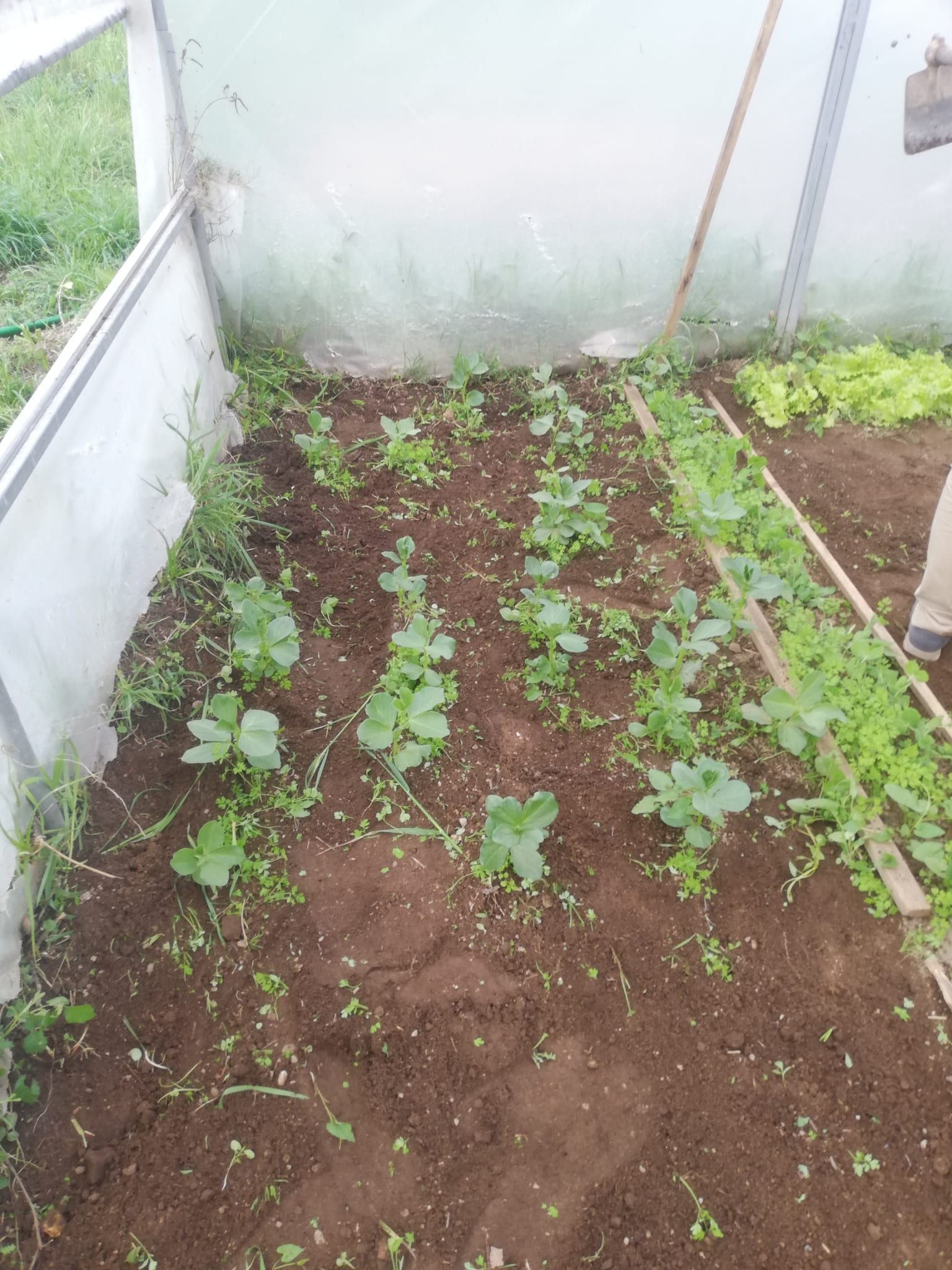 Plantação de favas