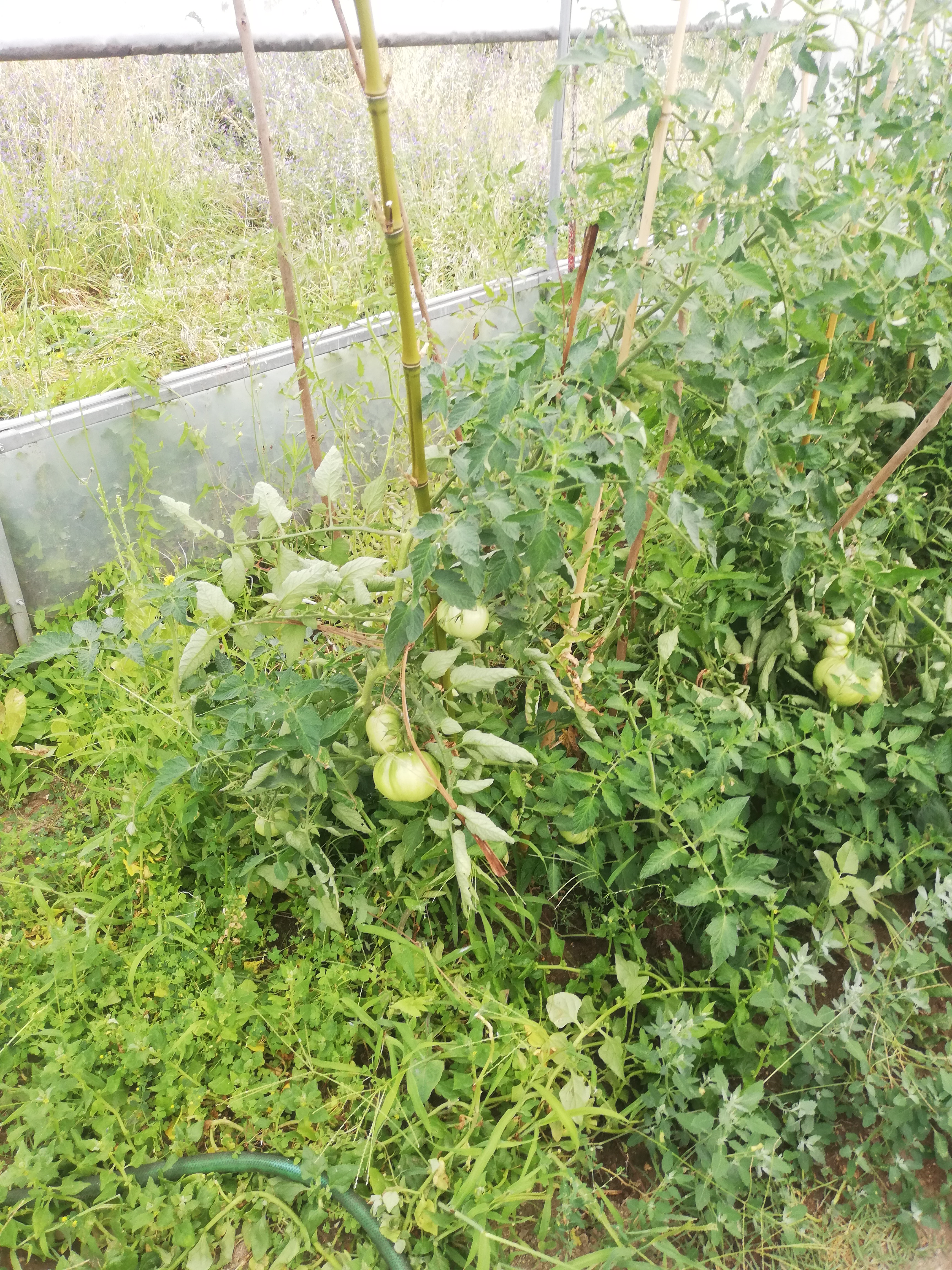 Tomates no interior da estufa