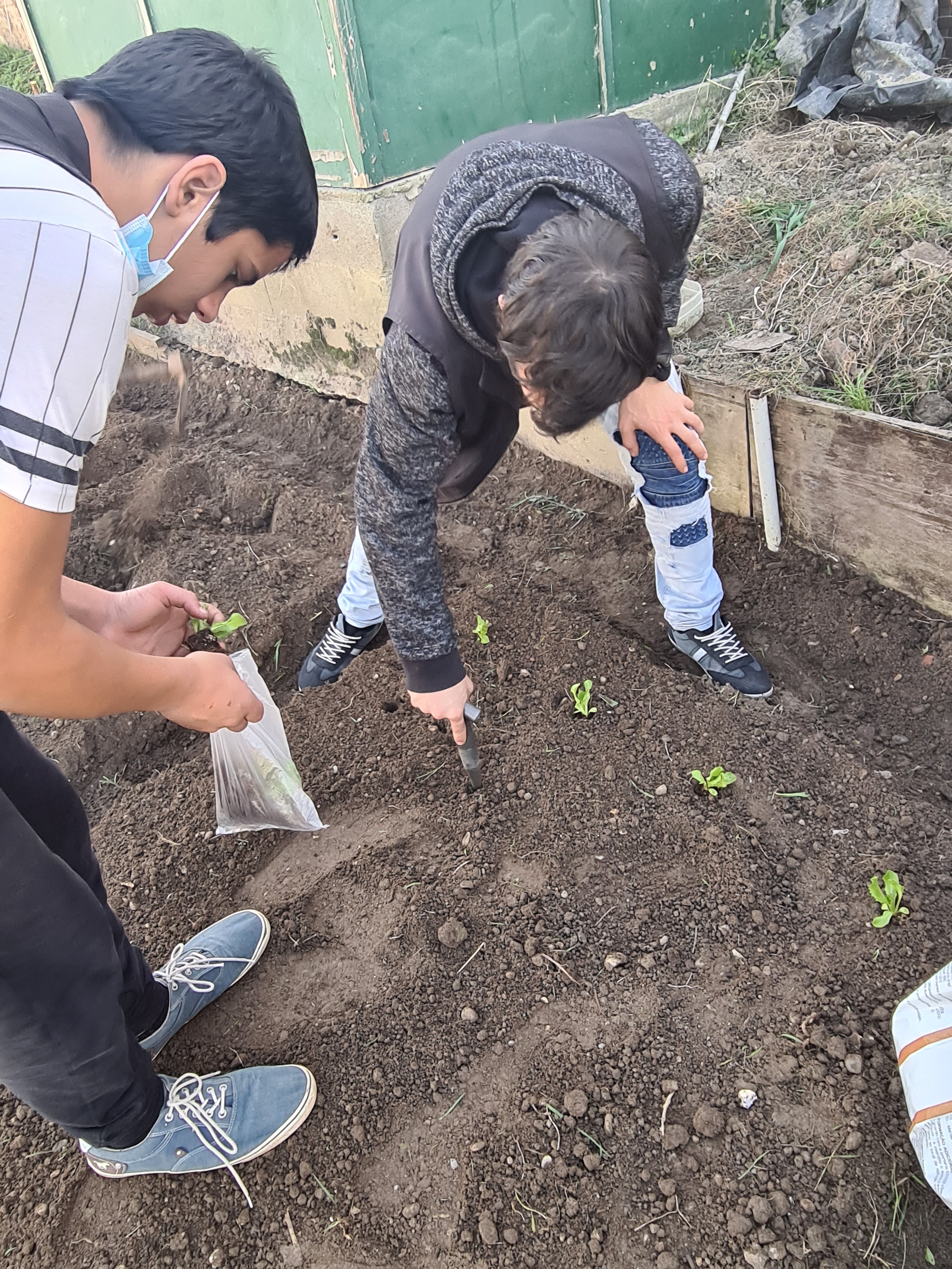 Início do Cultivo