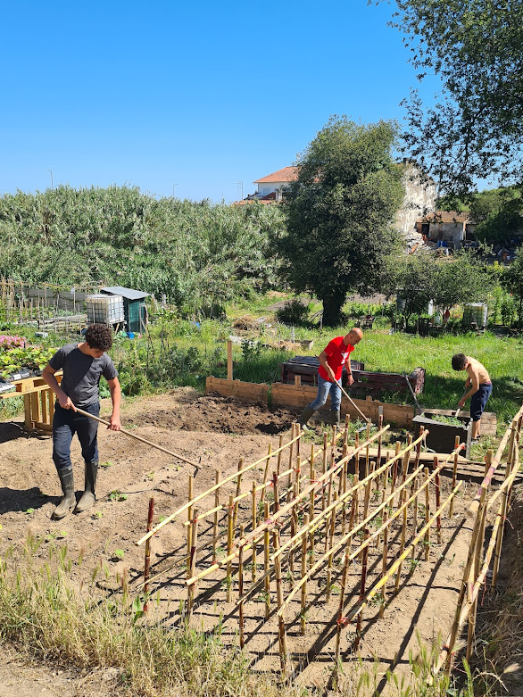 Preparação do Terreno para o cultivo de Beringelas