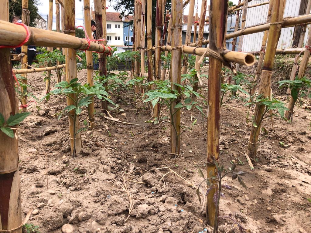 Tomateiros - Preparação / construção das estruturas de suporte para os tomates