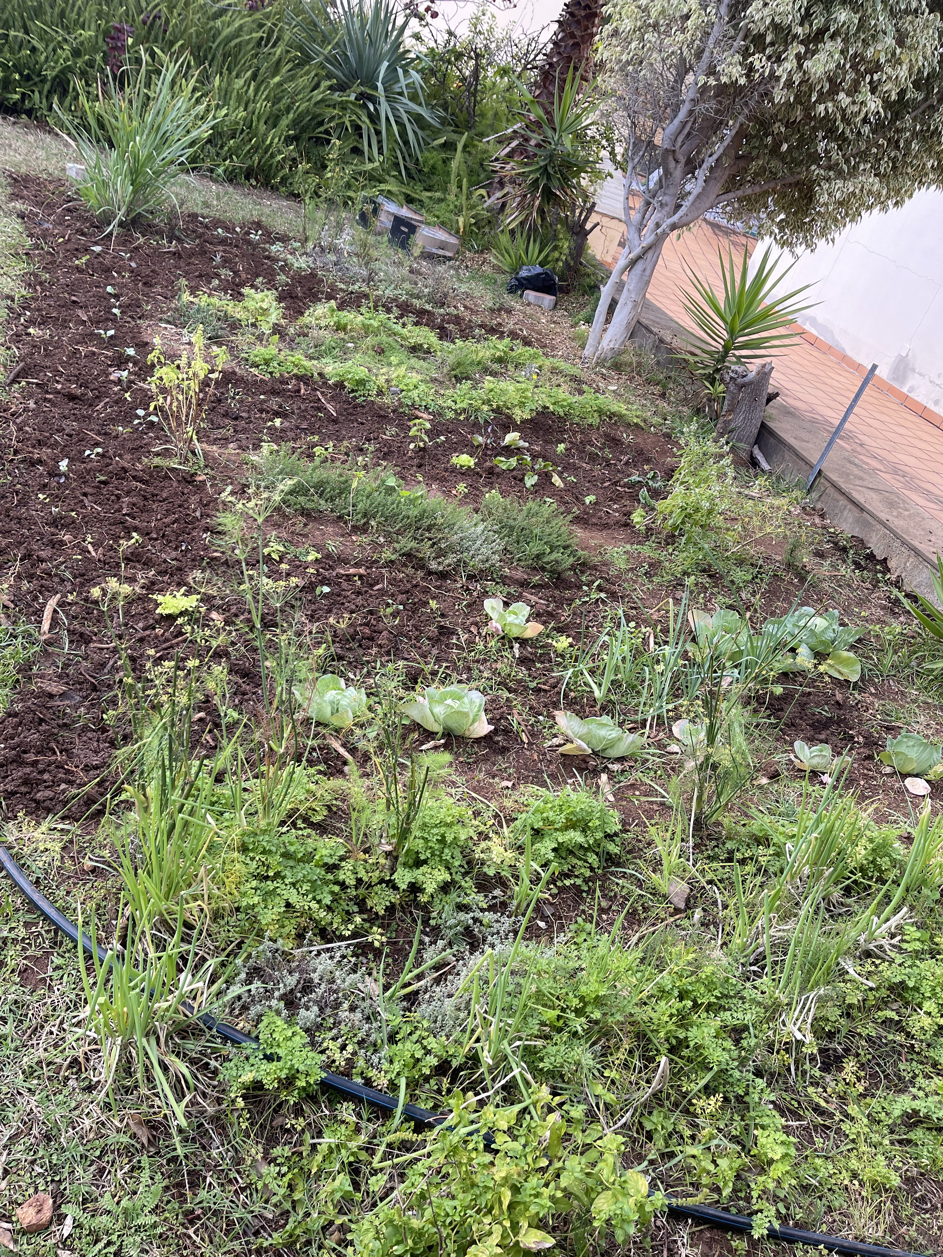 Horta Limpa