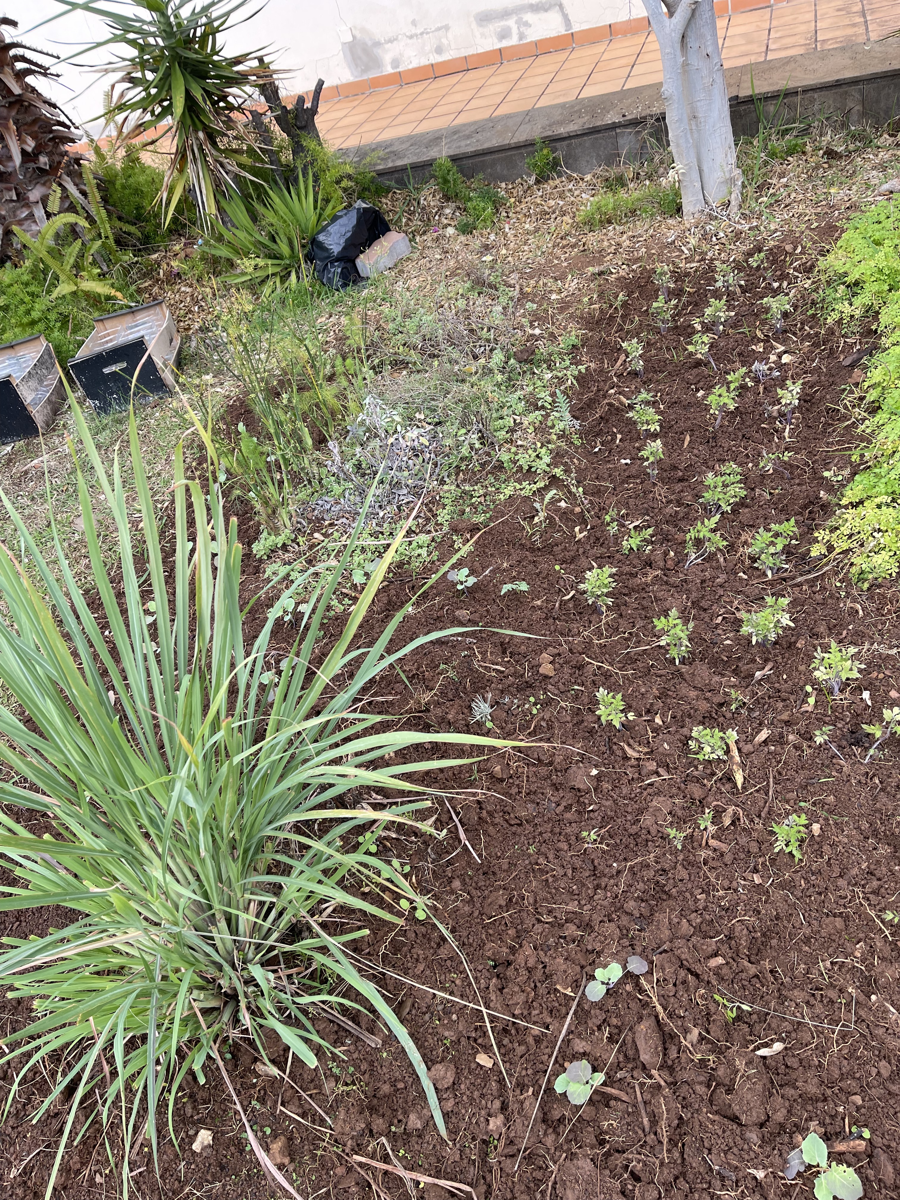 Horta Limpa