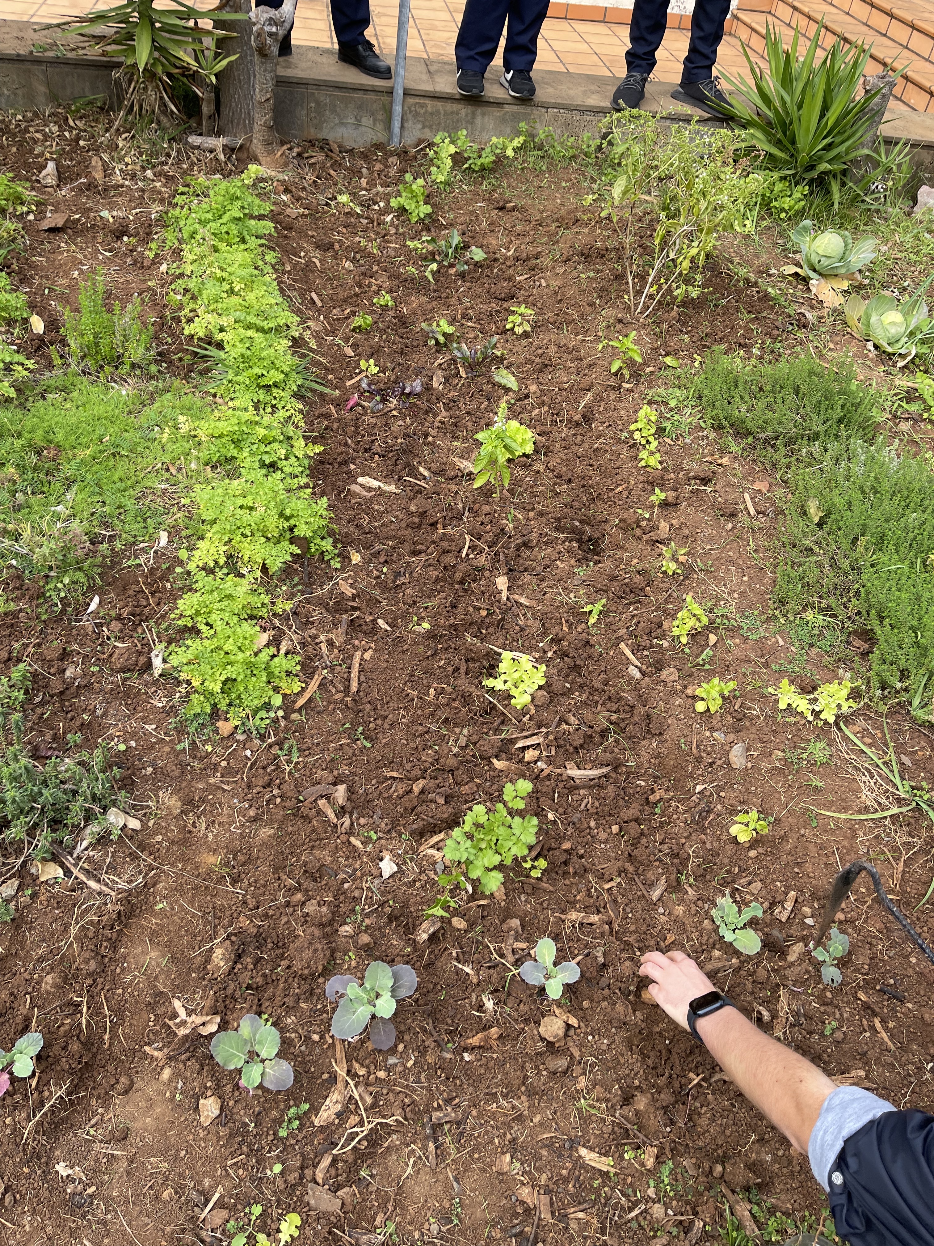 Limpeza da Horta  pelos alunos