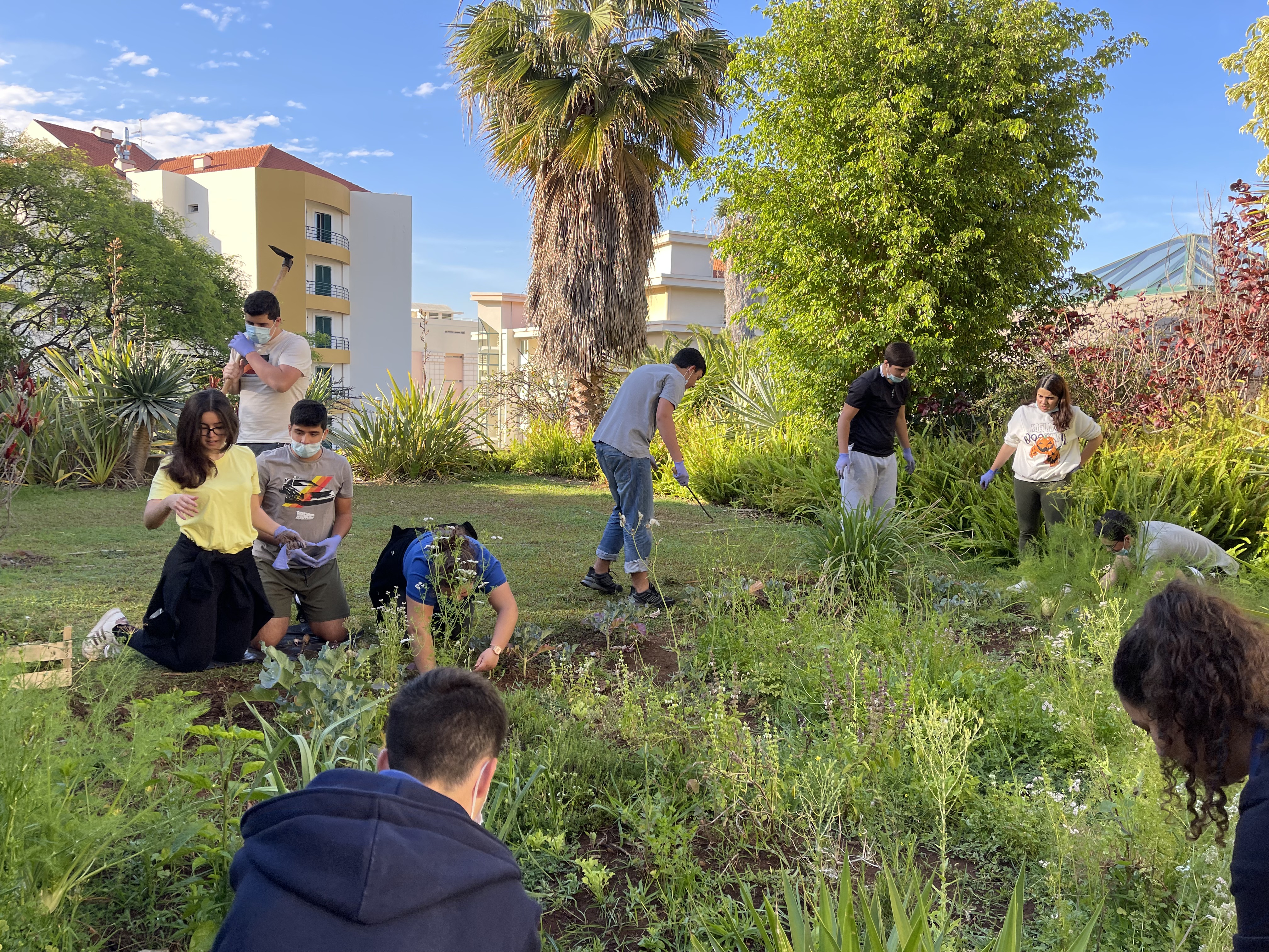 Preparação do Terreno para a Transplantação