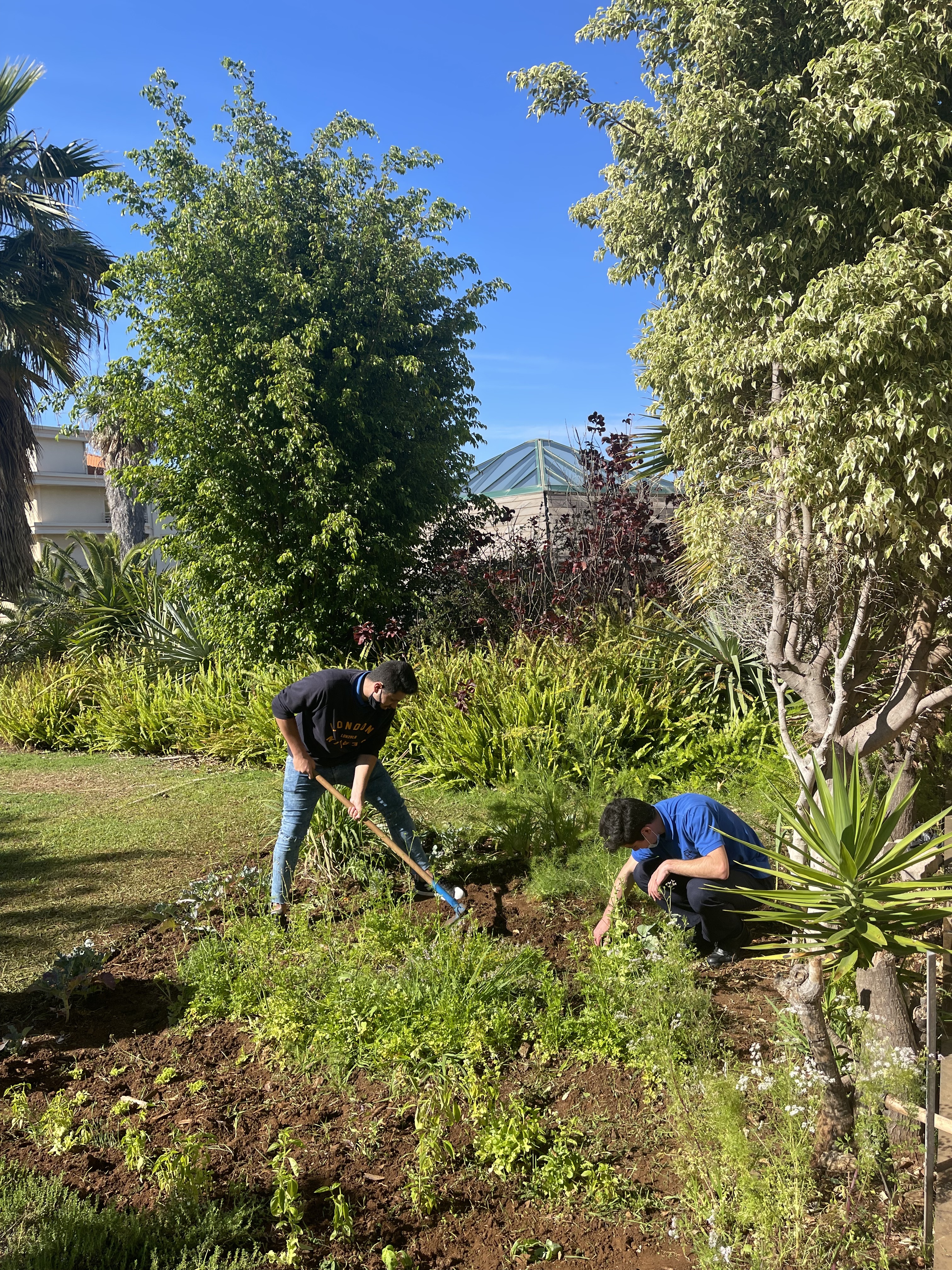 Preparação do Terreno para a Transplantação