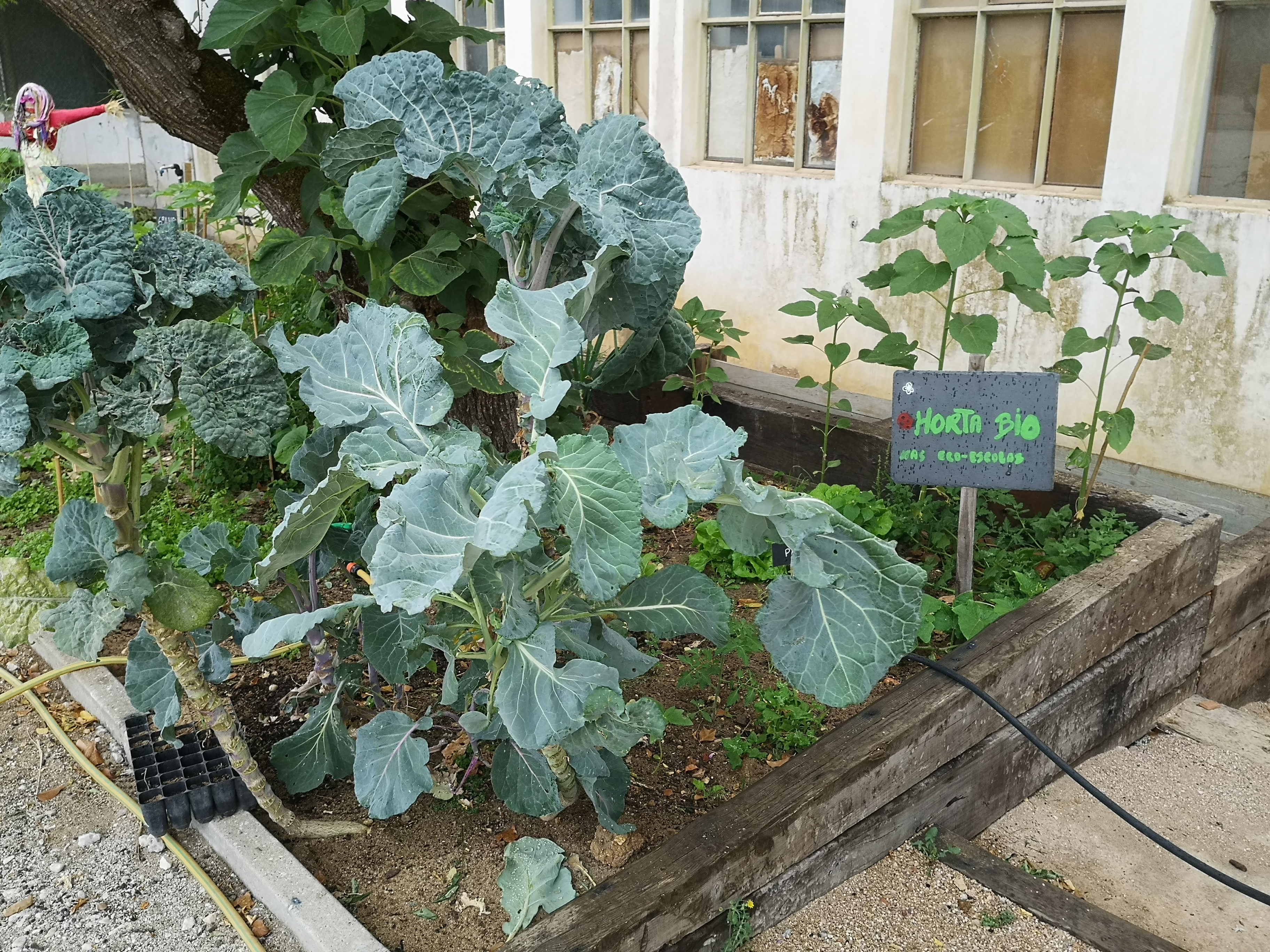 Horta-bio - algumas das espécies hortícolas.