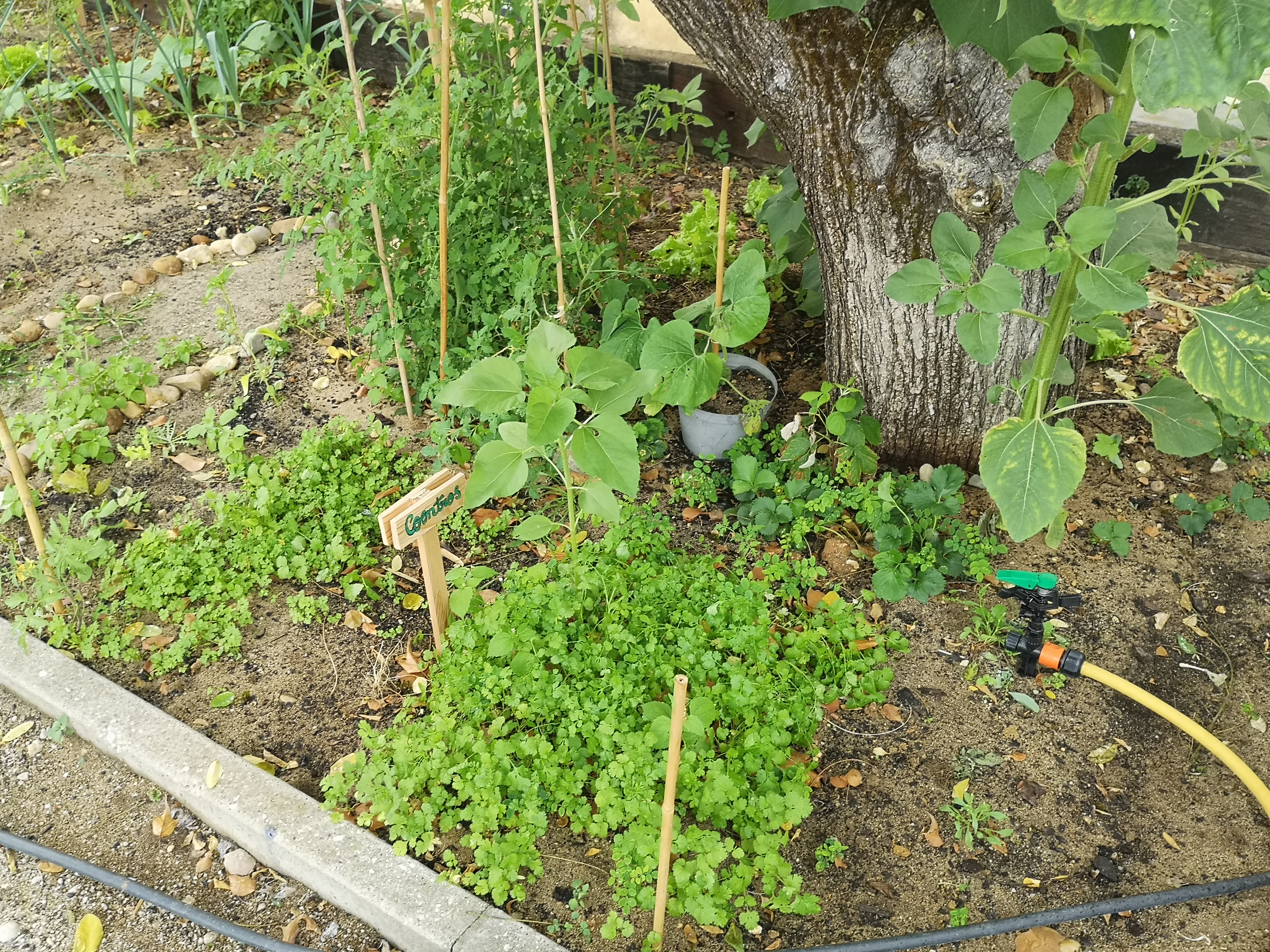 Horta-bio - algumas das espécies hortícolas.