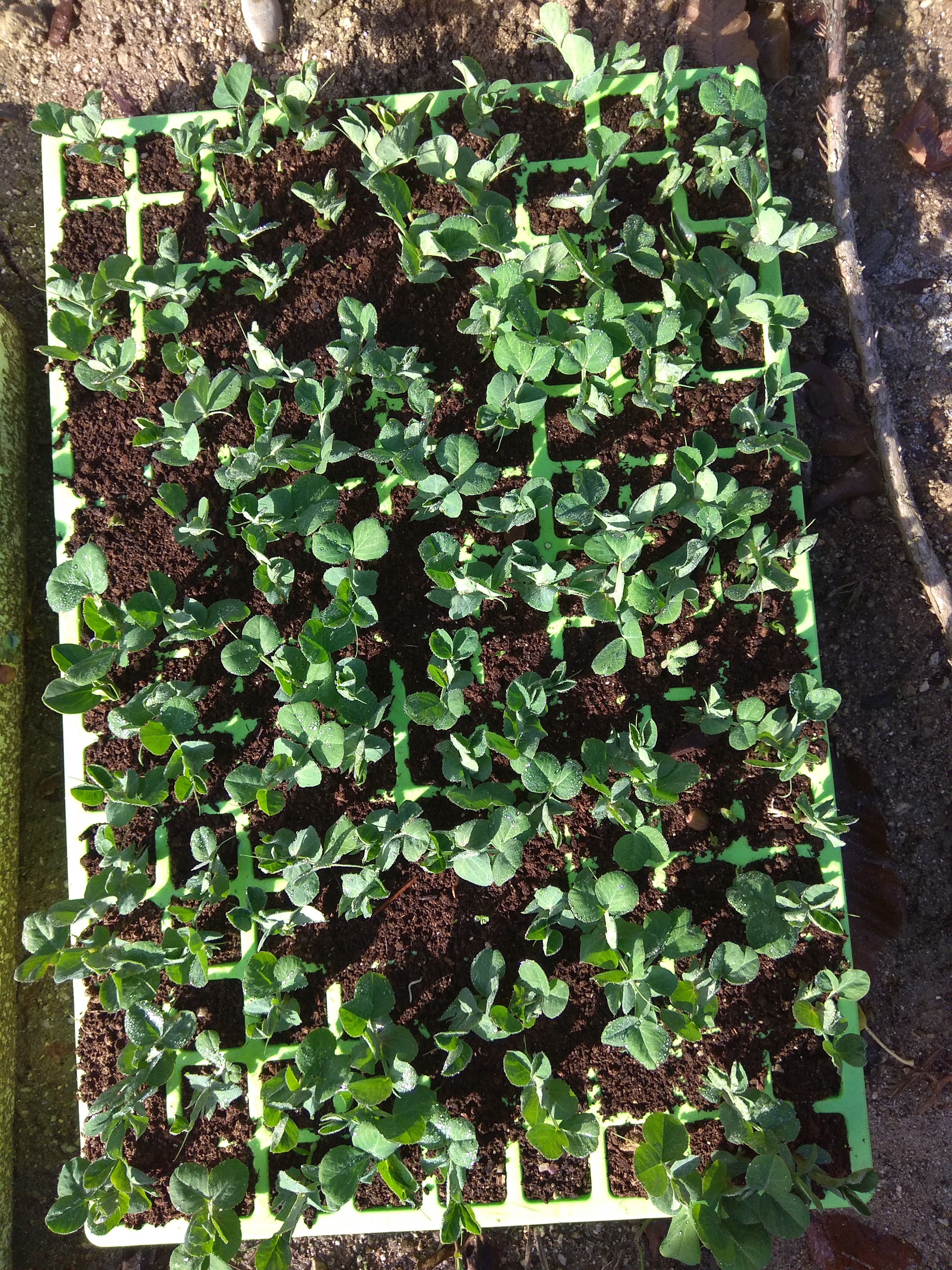 Plantas de ervilheira prontas para serem transplantadas em camalhões/canteiros.