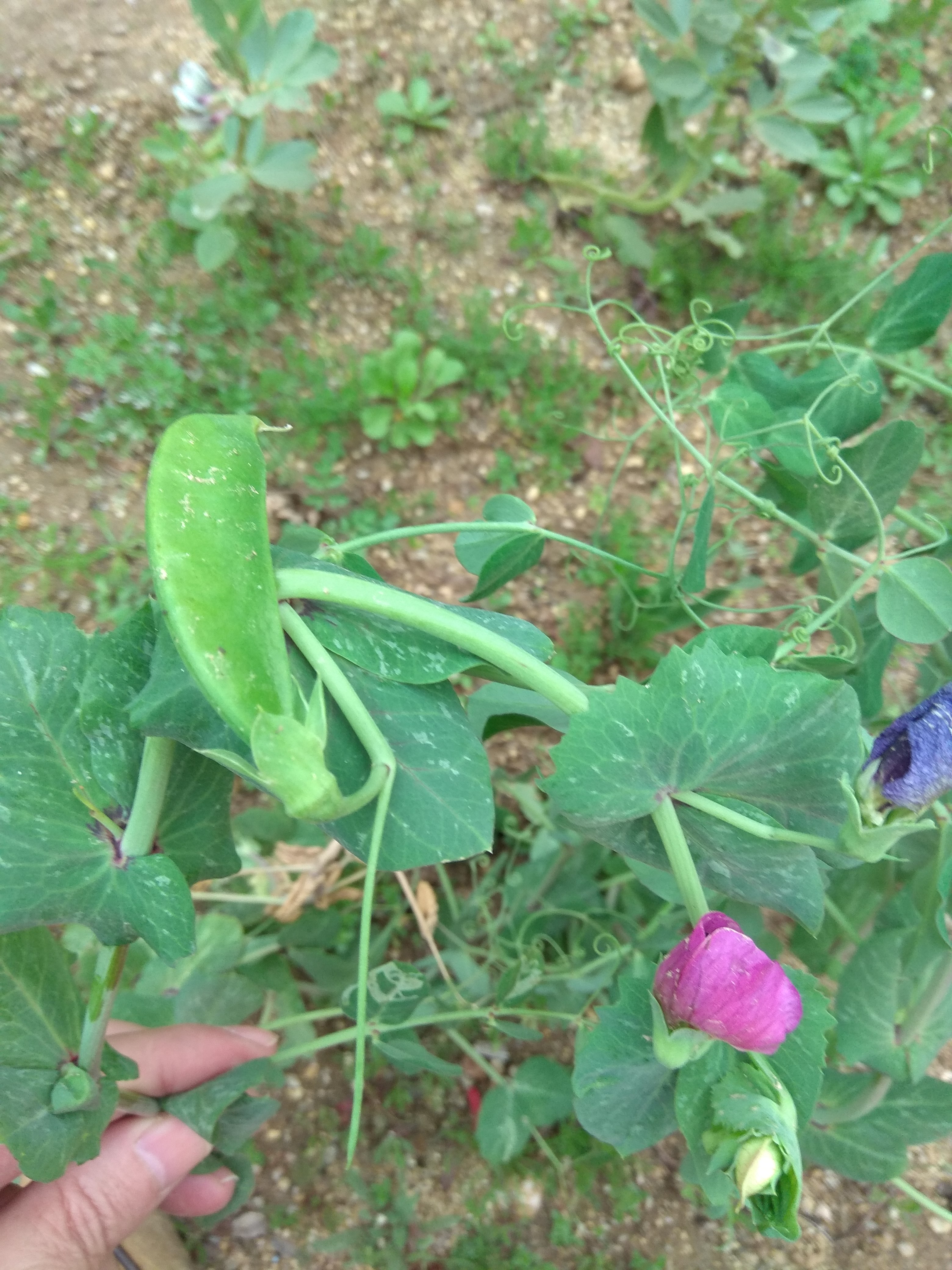A vagem - o fruto das nossas plantinhas .
