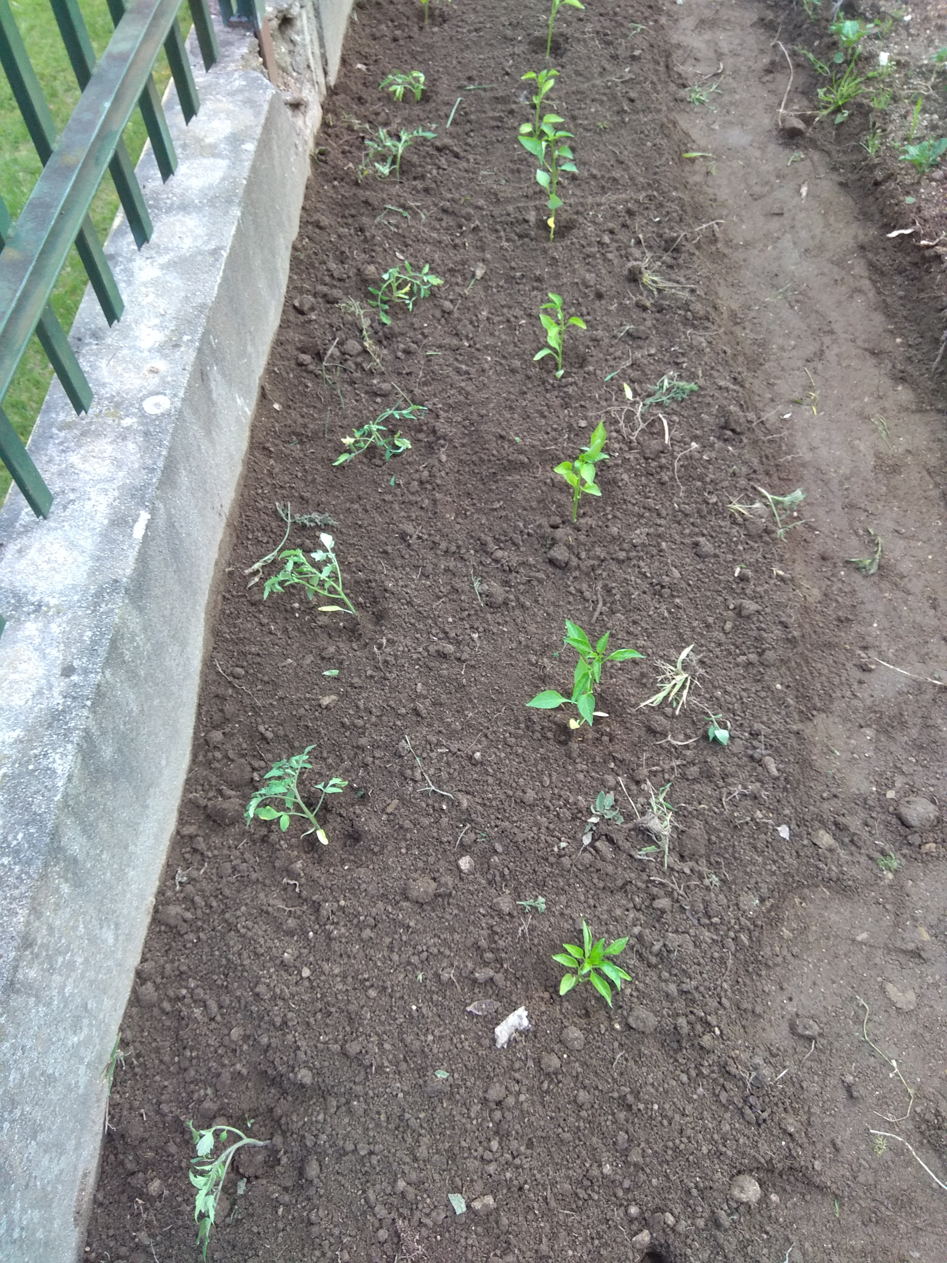 Plantação de tomateiros e pimenteiros