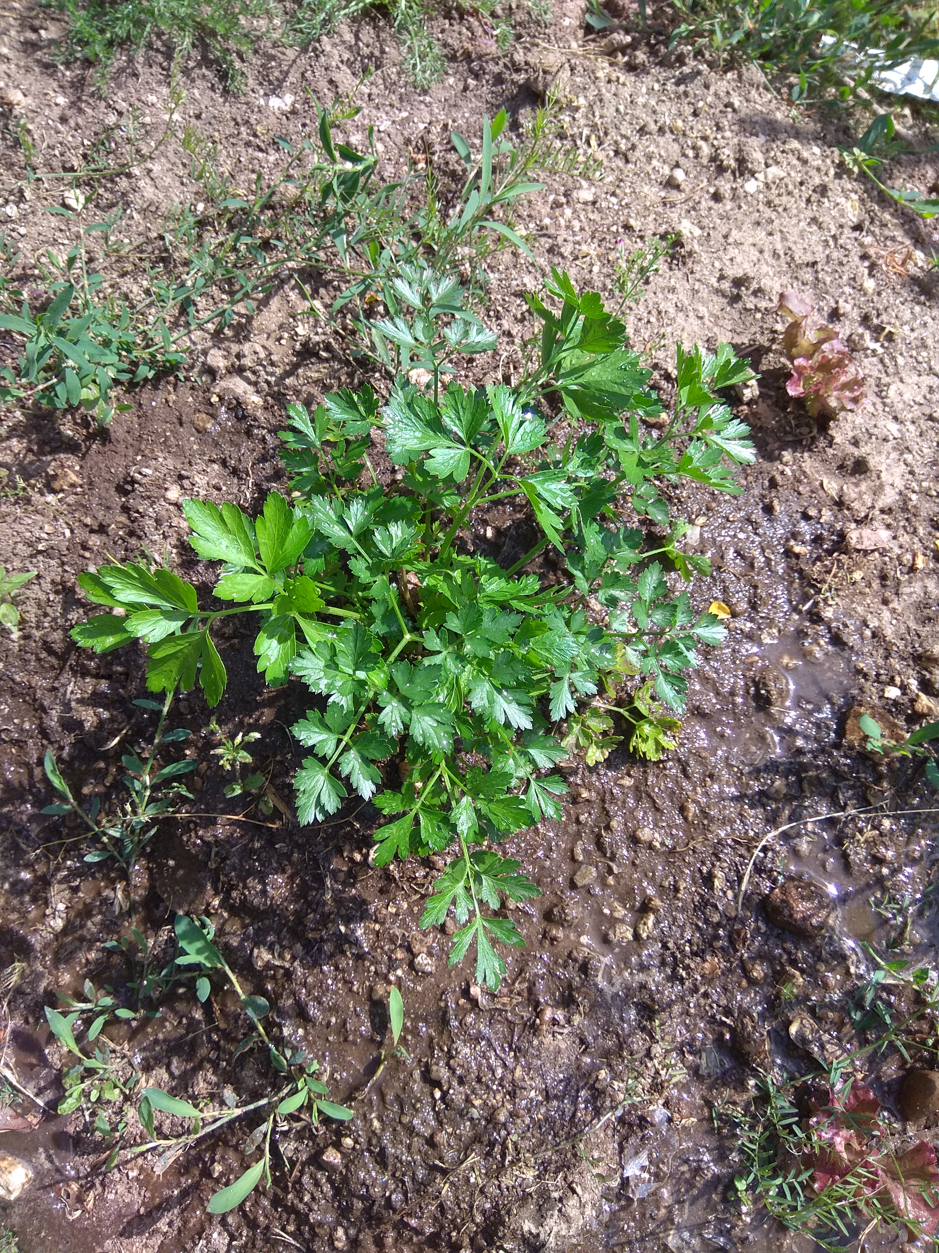 Salsa, que belo pé de salsa da nossa horta