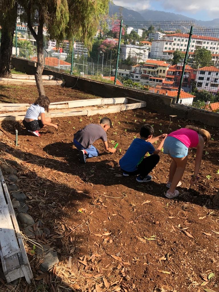 Plantação de alfaces pelos alunos.