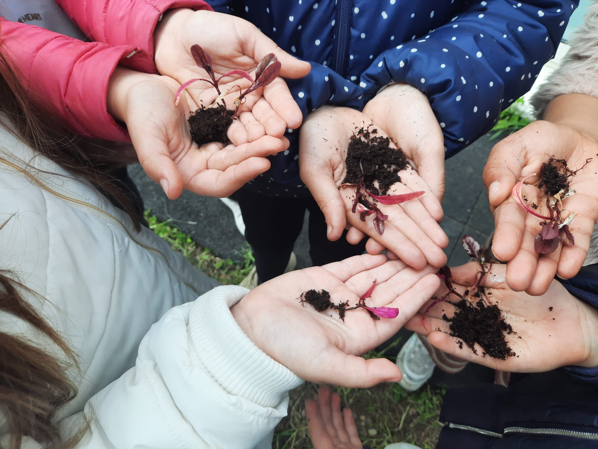 Plantação de Beterrabas