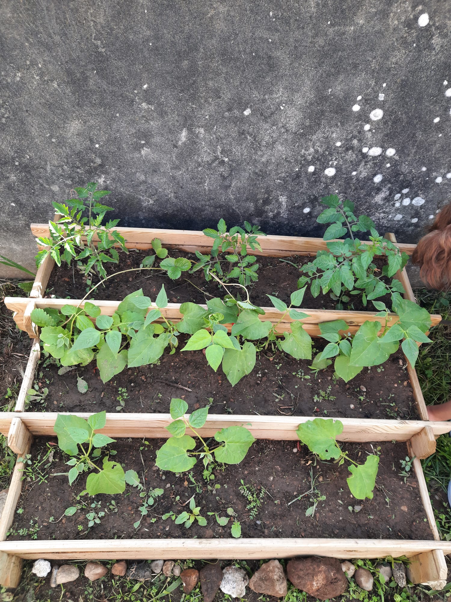 Desenvolvimento e crescimento da Bio-horta10