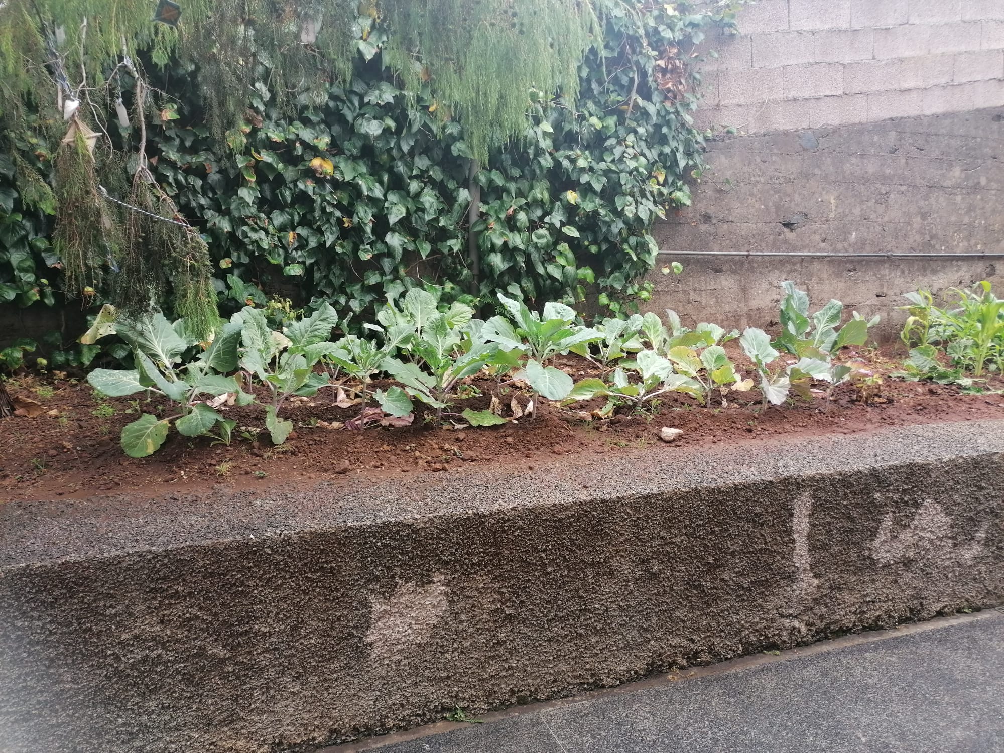 Plantação de couves