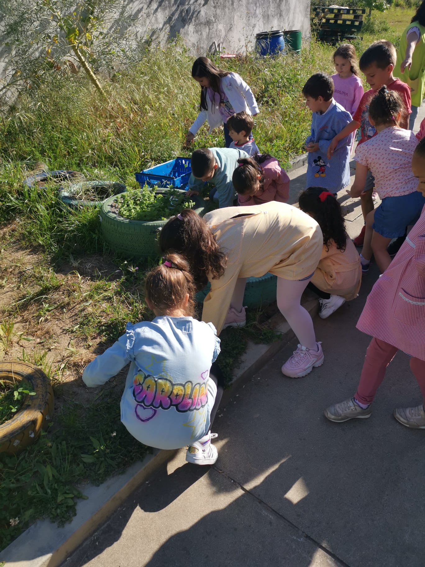 Todos os alunos foram envolvidos na limpeza: arrancar as ervas daninhas (invasoras) e na preparação da terra.