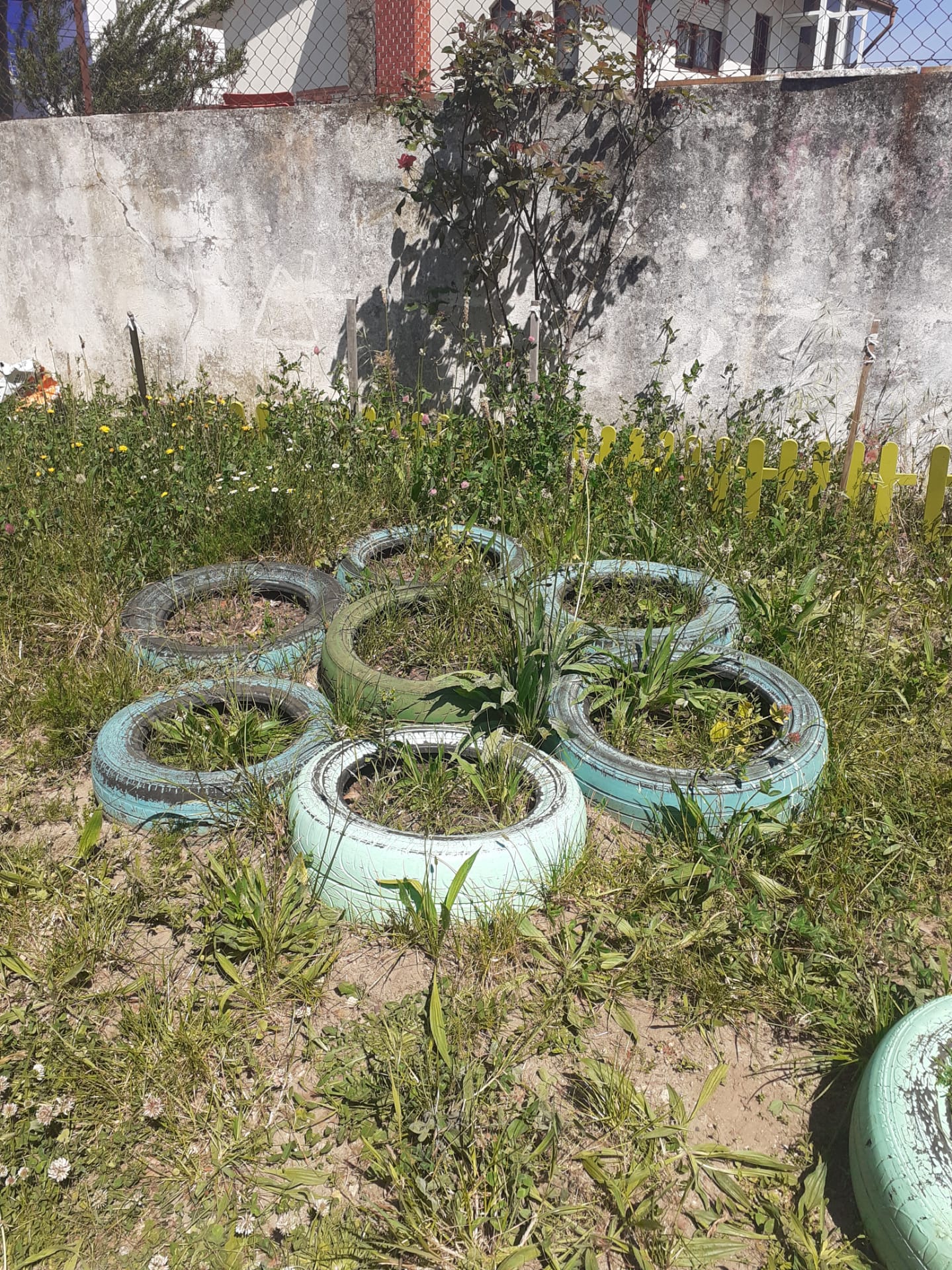 Os alunos observaram as diferentes plantas e iniciaram a limpeza dos canteiros, arrancando somente as ervas invasoras.