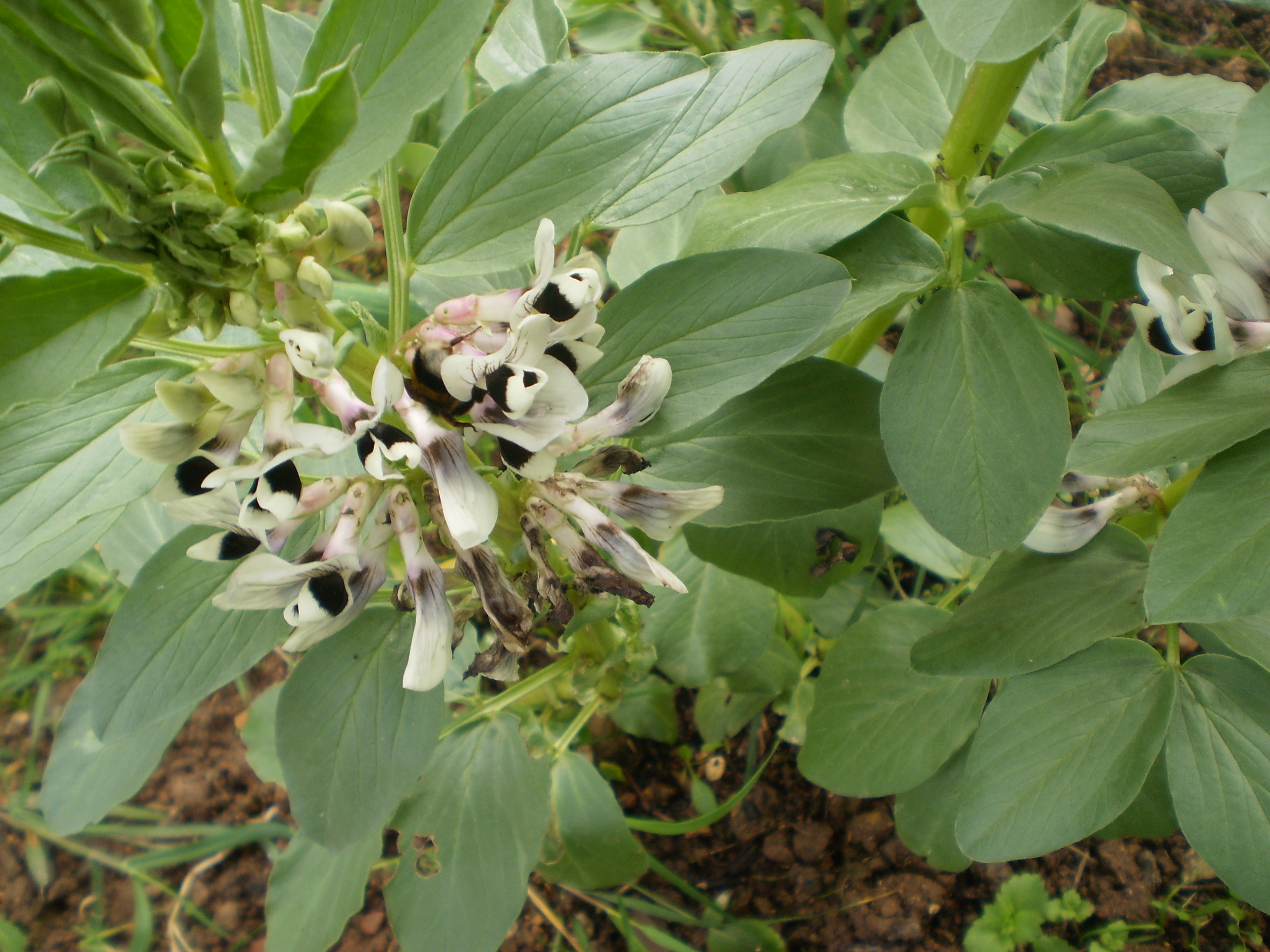 favas em flor