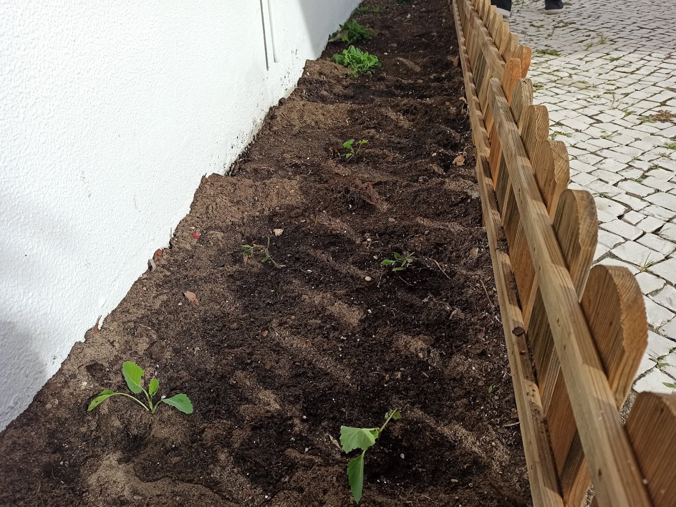 horta já com vários legumes semeados - couve / tomate / pimentos e fava.