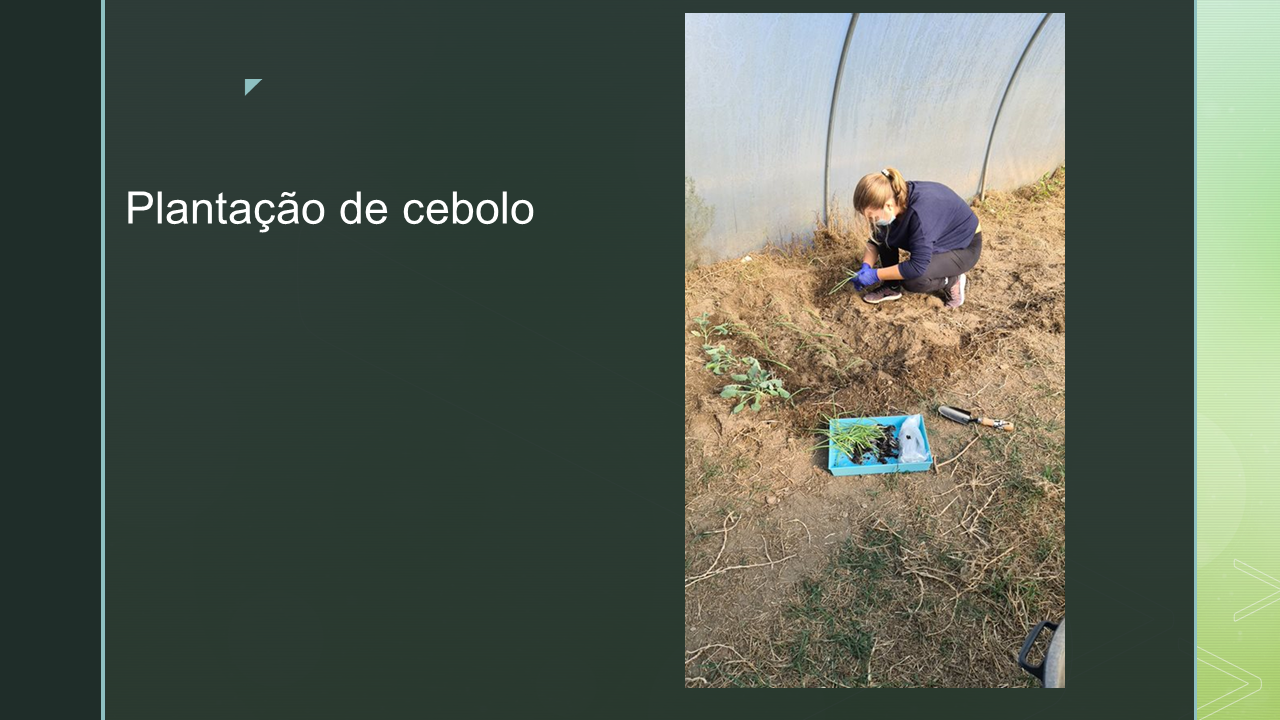 Plantação de cebolo.