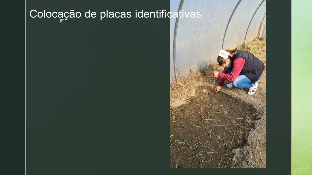 Identificação dos produtos semeados com a colocação, por parte dos alunos, de placas identificativas.