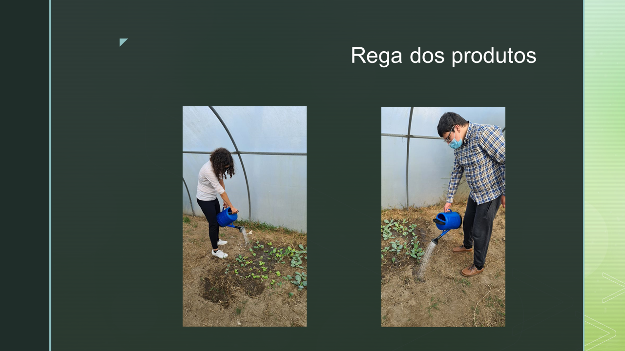 Rega, pelos alunos, dos produtos semeados.