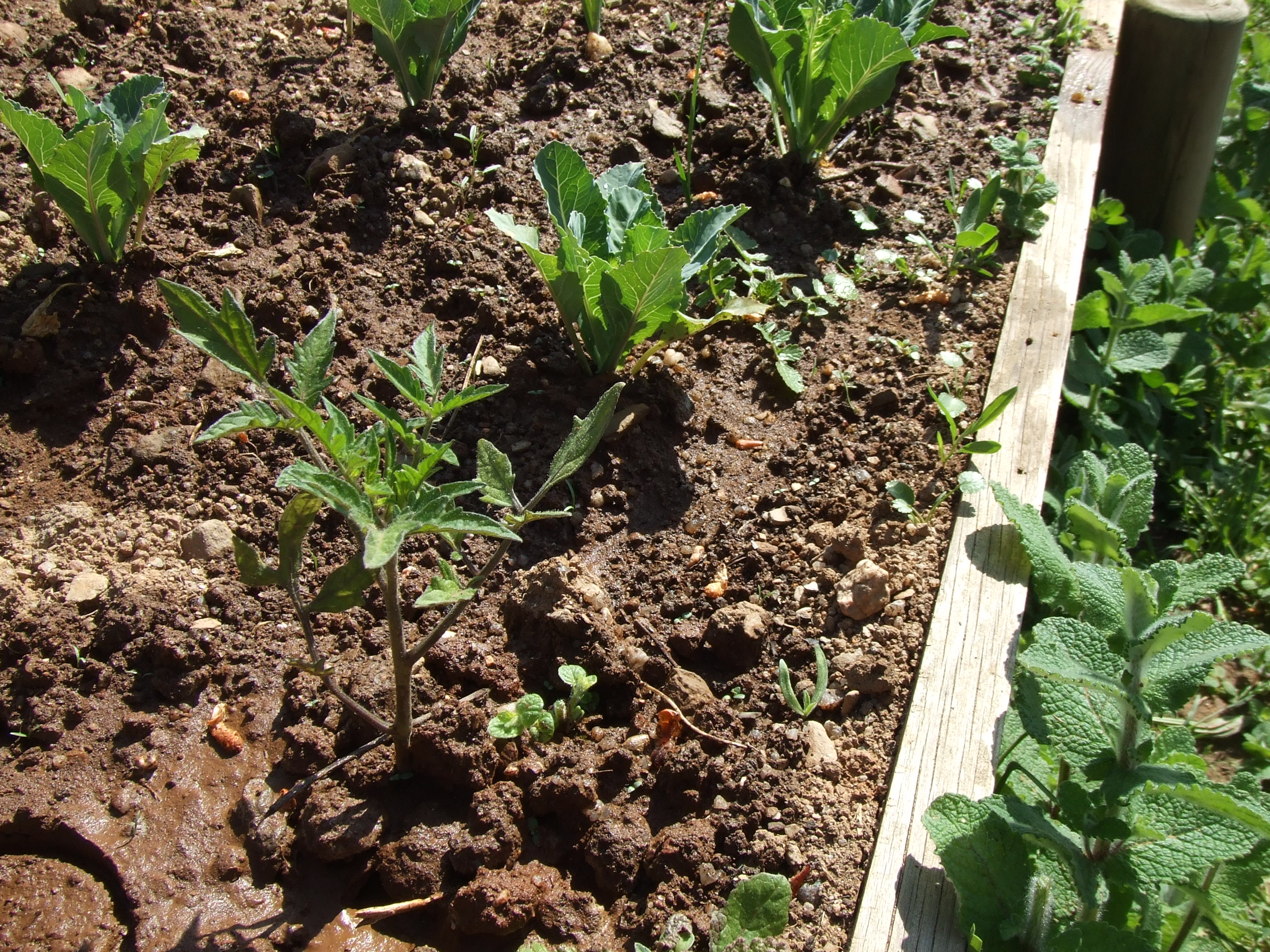 A horta em crescimento, foi fertilizada com fertilizante natural oferecido por uma instituição local (Cooperativa Agrícola)