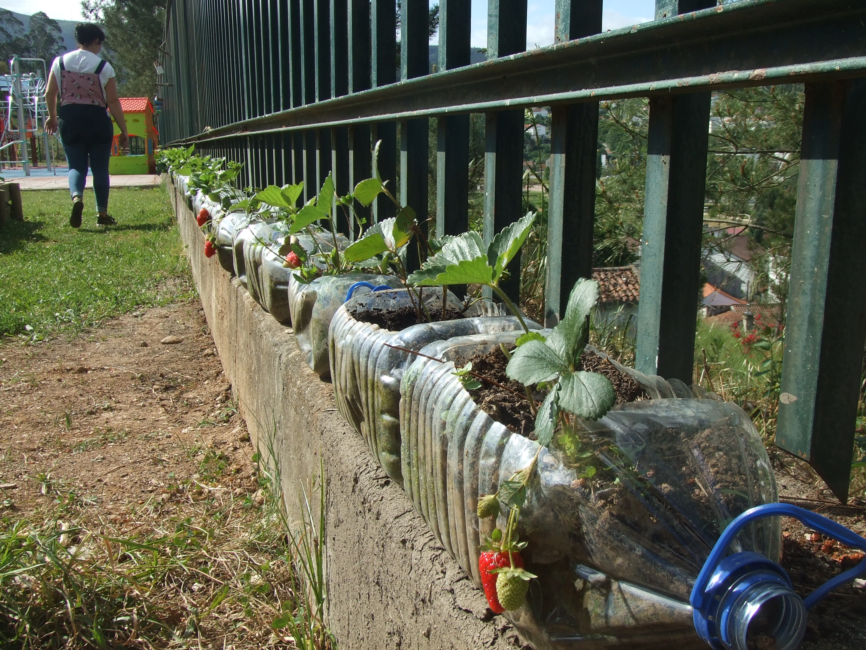 As crianças puderam acompanhar o crescimento dos morangueiros e a transformação da flor em fruto.
