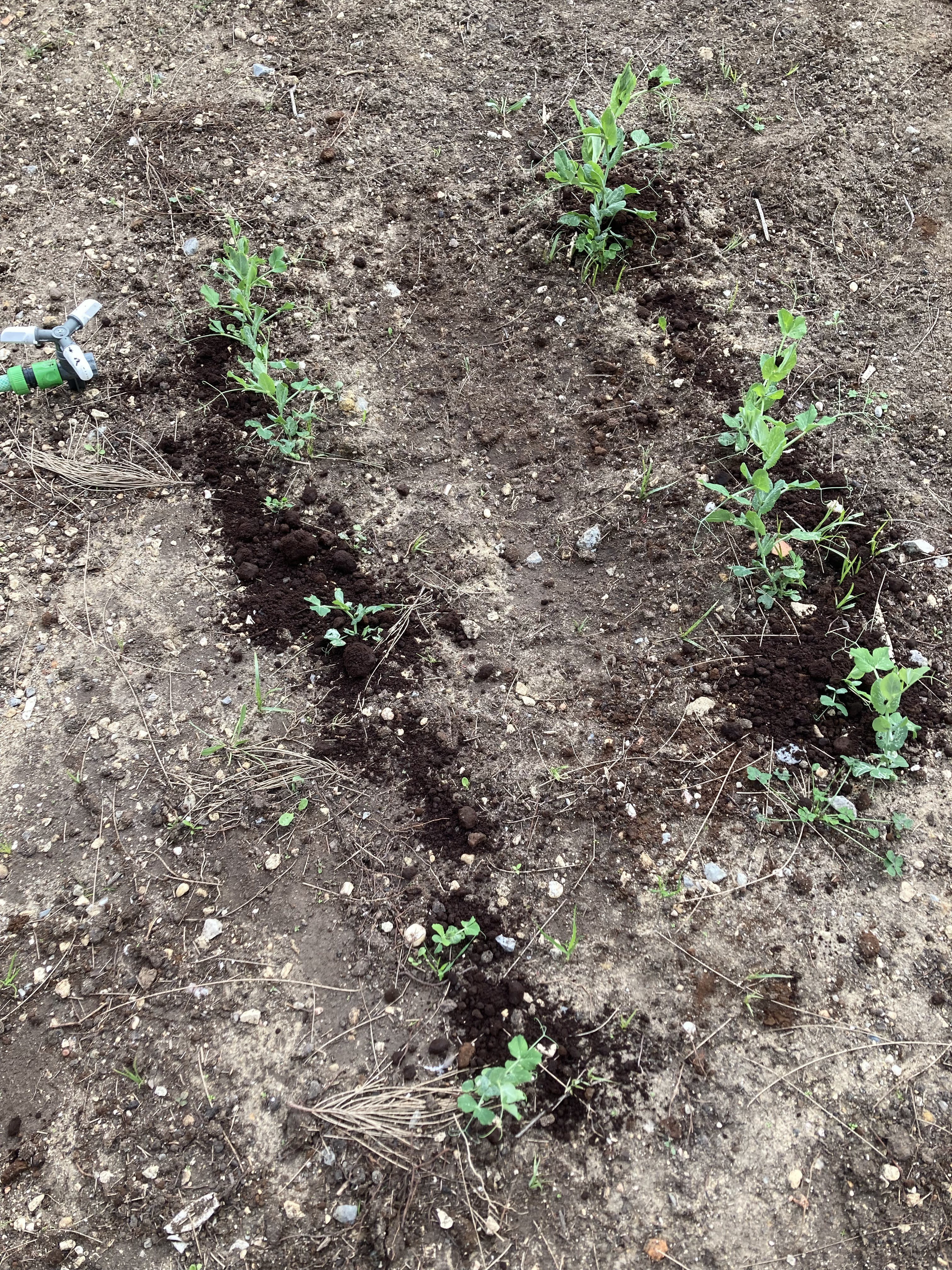 Preparação do terreno e plantação.