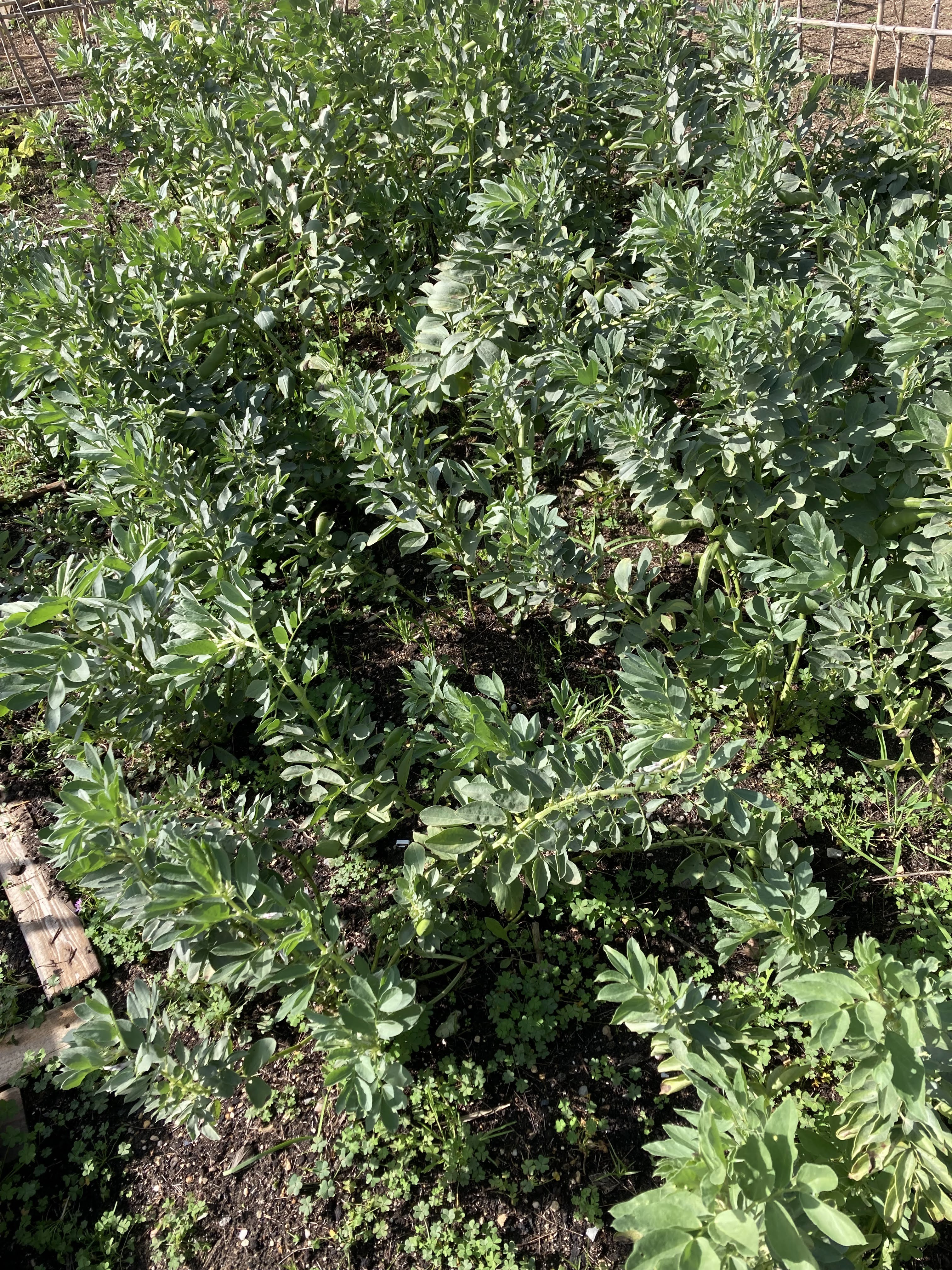 As favas no seu máximo desenvolvimento.