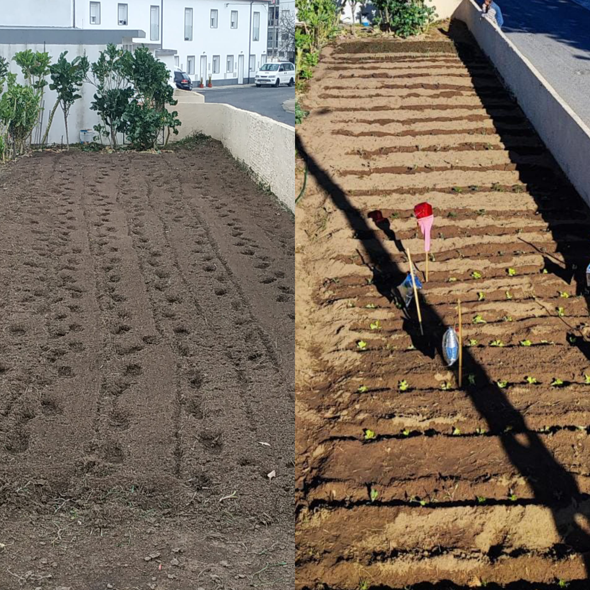 plantação