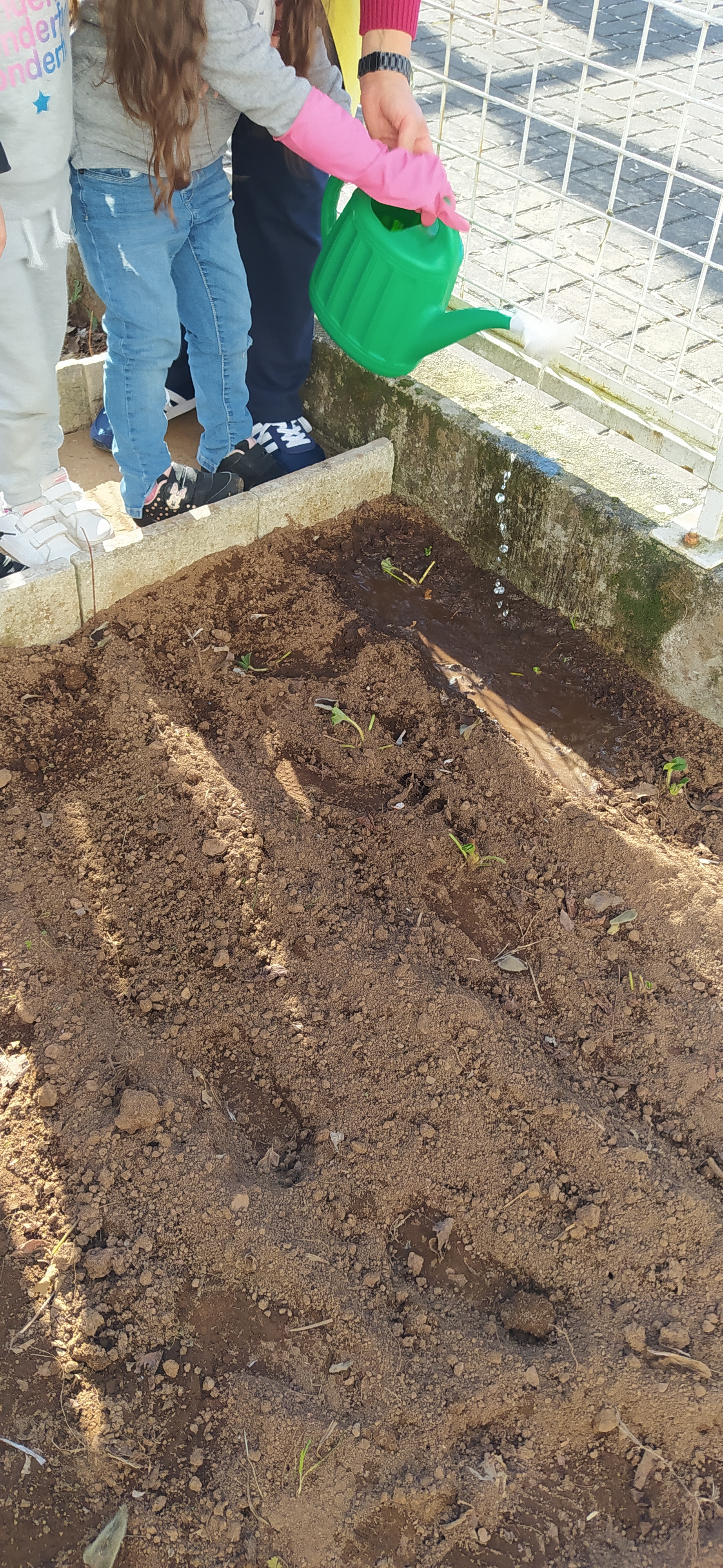 depois de tudo plantado, realizou-se a rega com água da chuva guardada no tanque que está próximo da horta. As crianças entusiasmadas gostaram de regar.