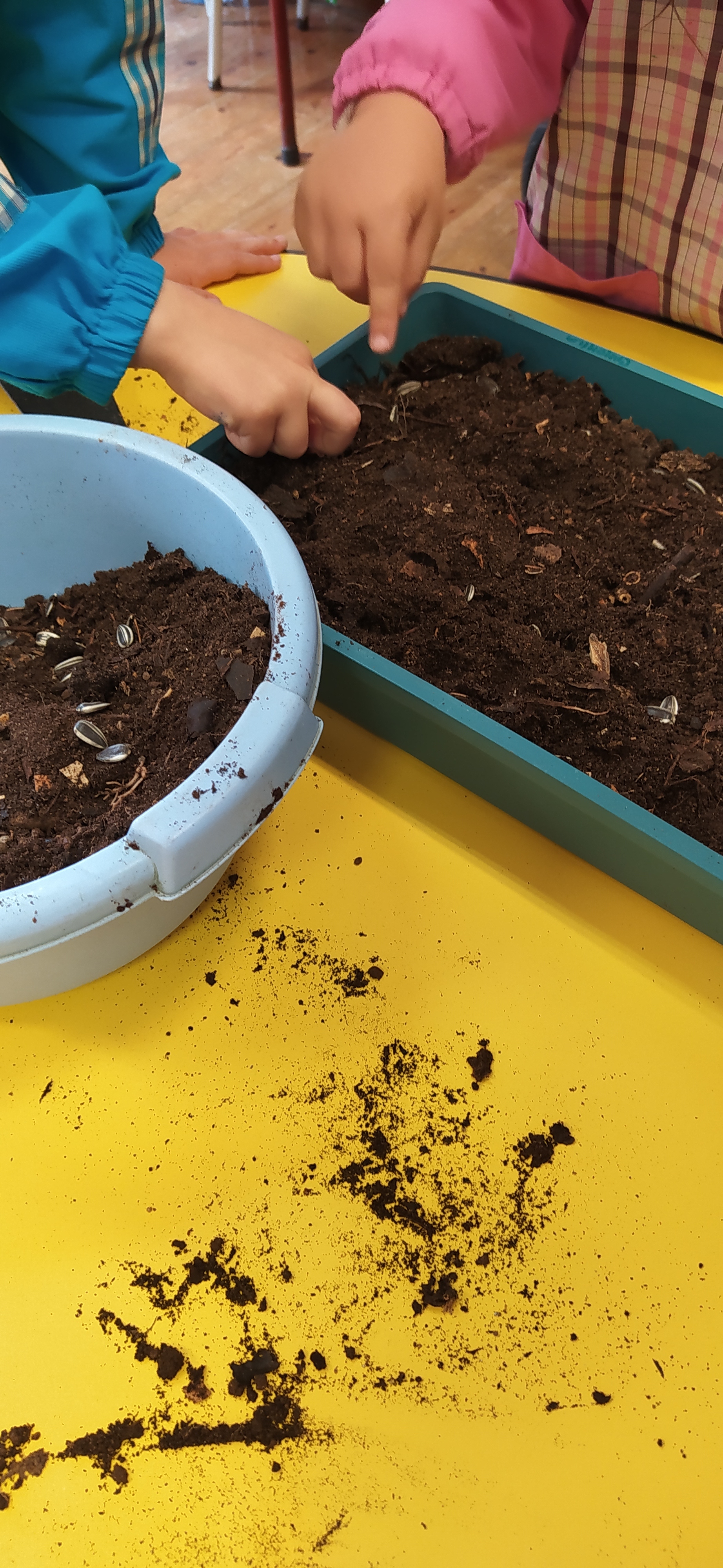 Na sala também se utiliza a mini estufa para semear girassóis para depois de germinado e com alguma vitalidade mudar(transplantar) as plantas para a horta biológica. Assim também as crianças aprendem  como nasce a planta a partir da semente.